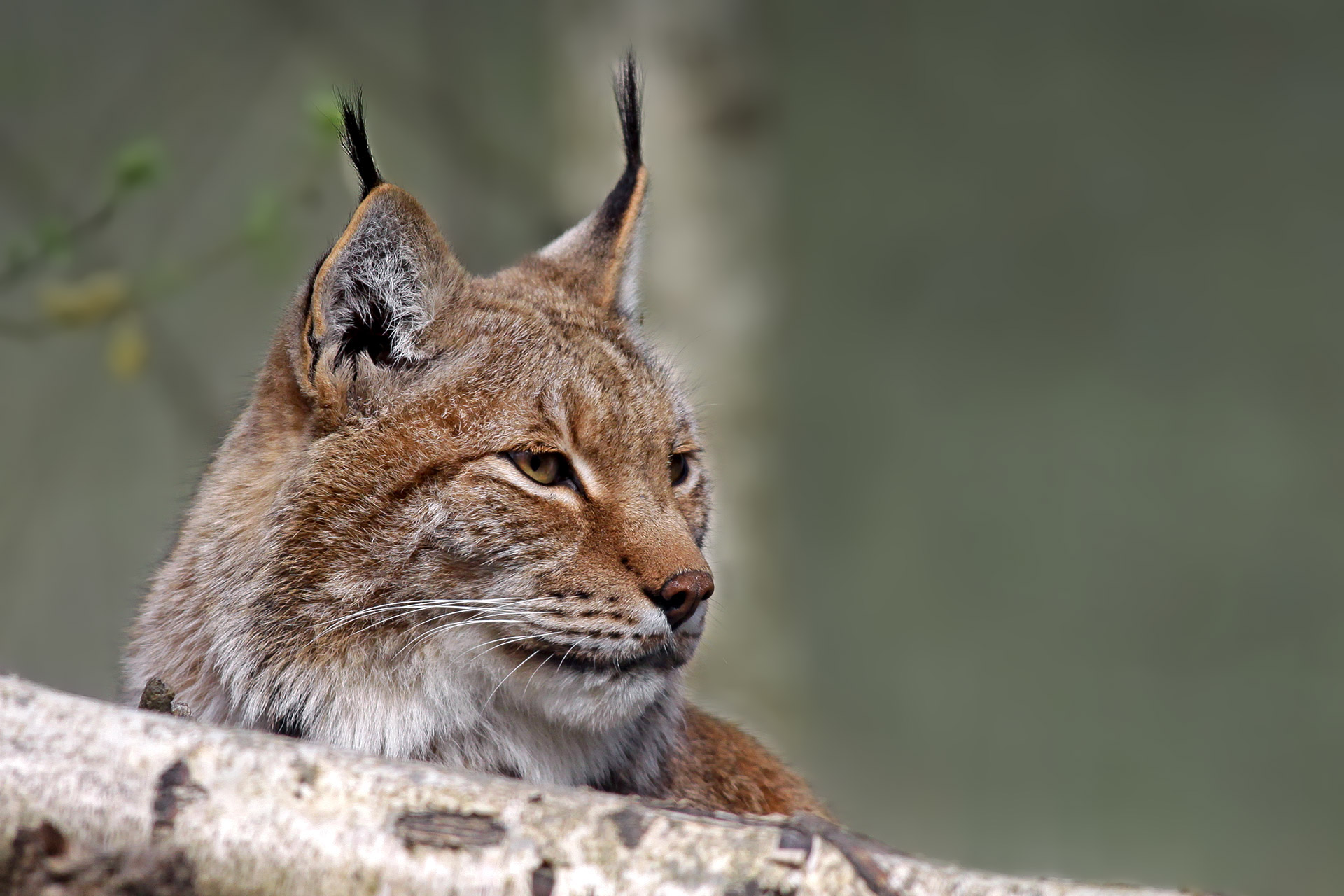 La lince nella foresta