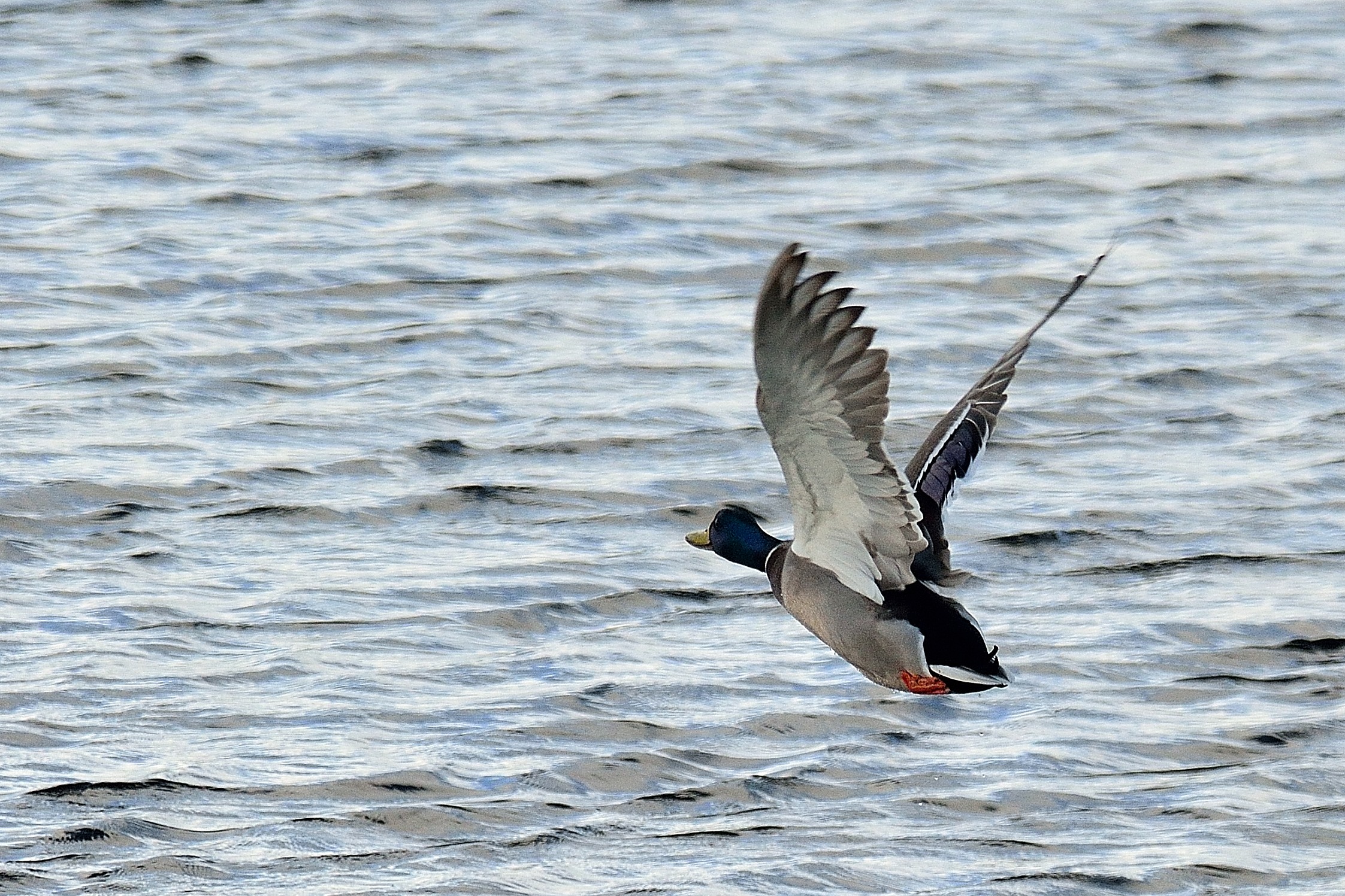 The take-off of the Germano