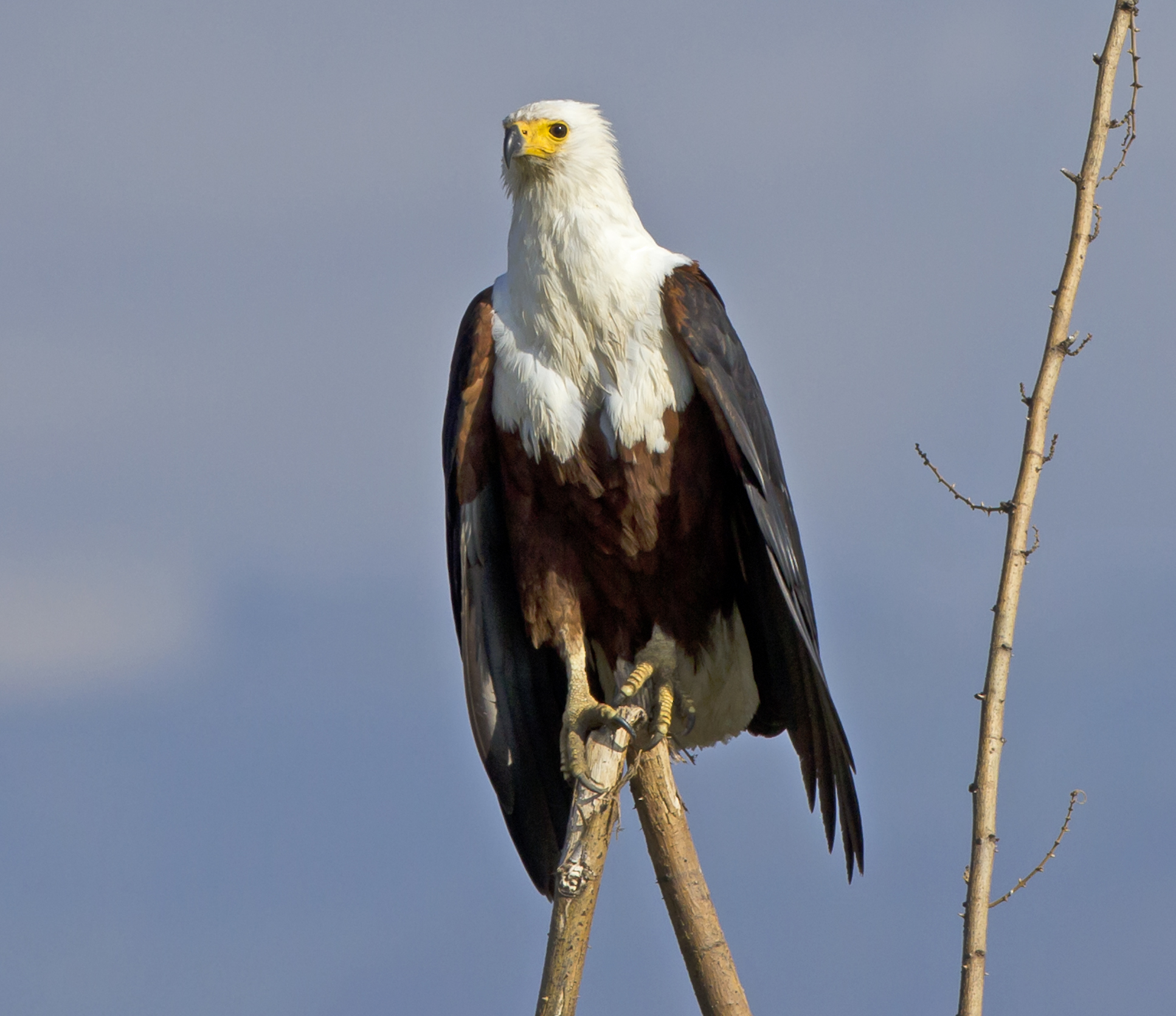 The rest of the warrior