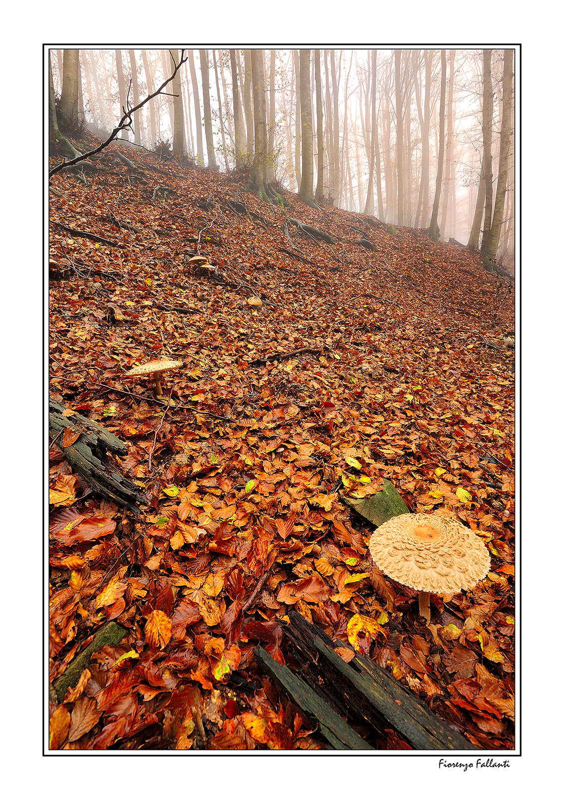 Arradicamenti ... tough ...