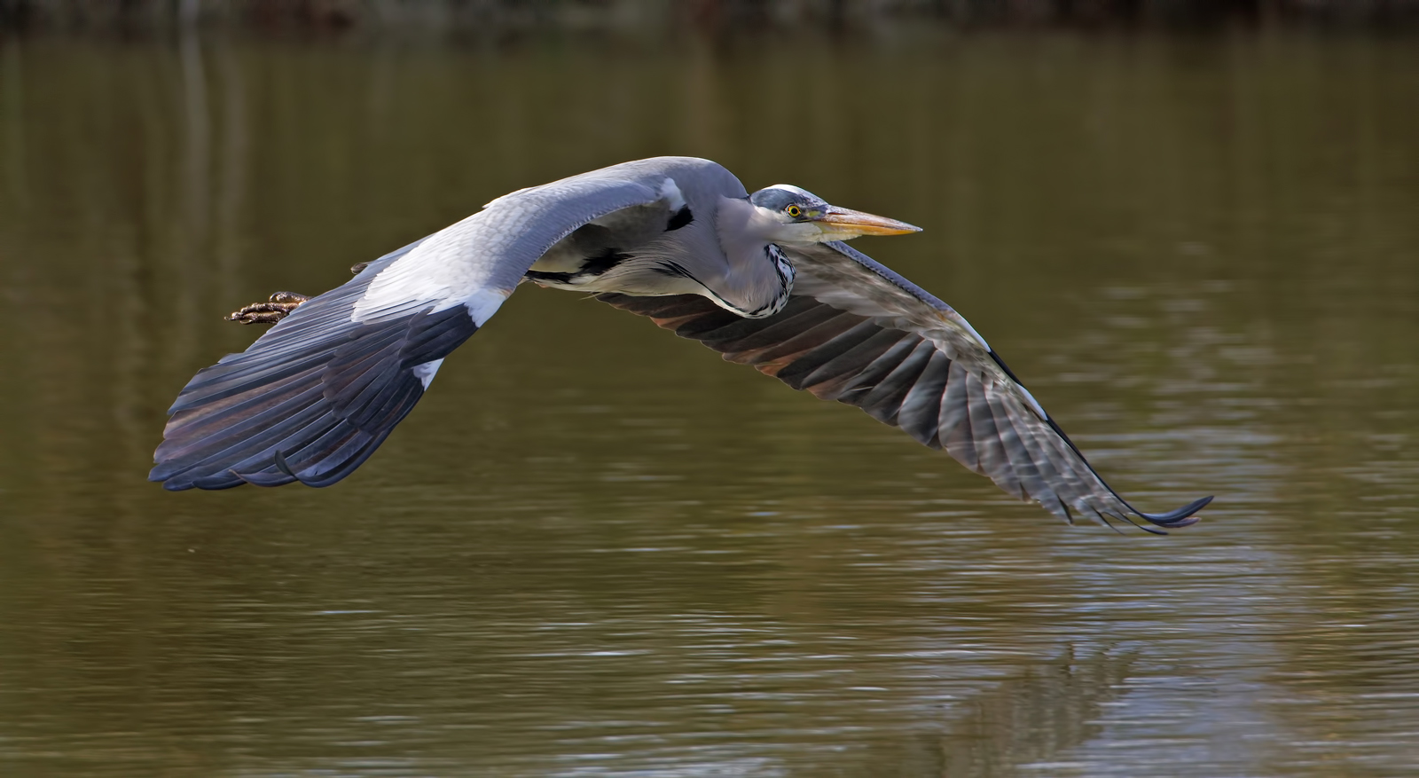 Grey Heron