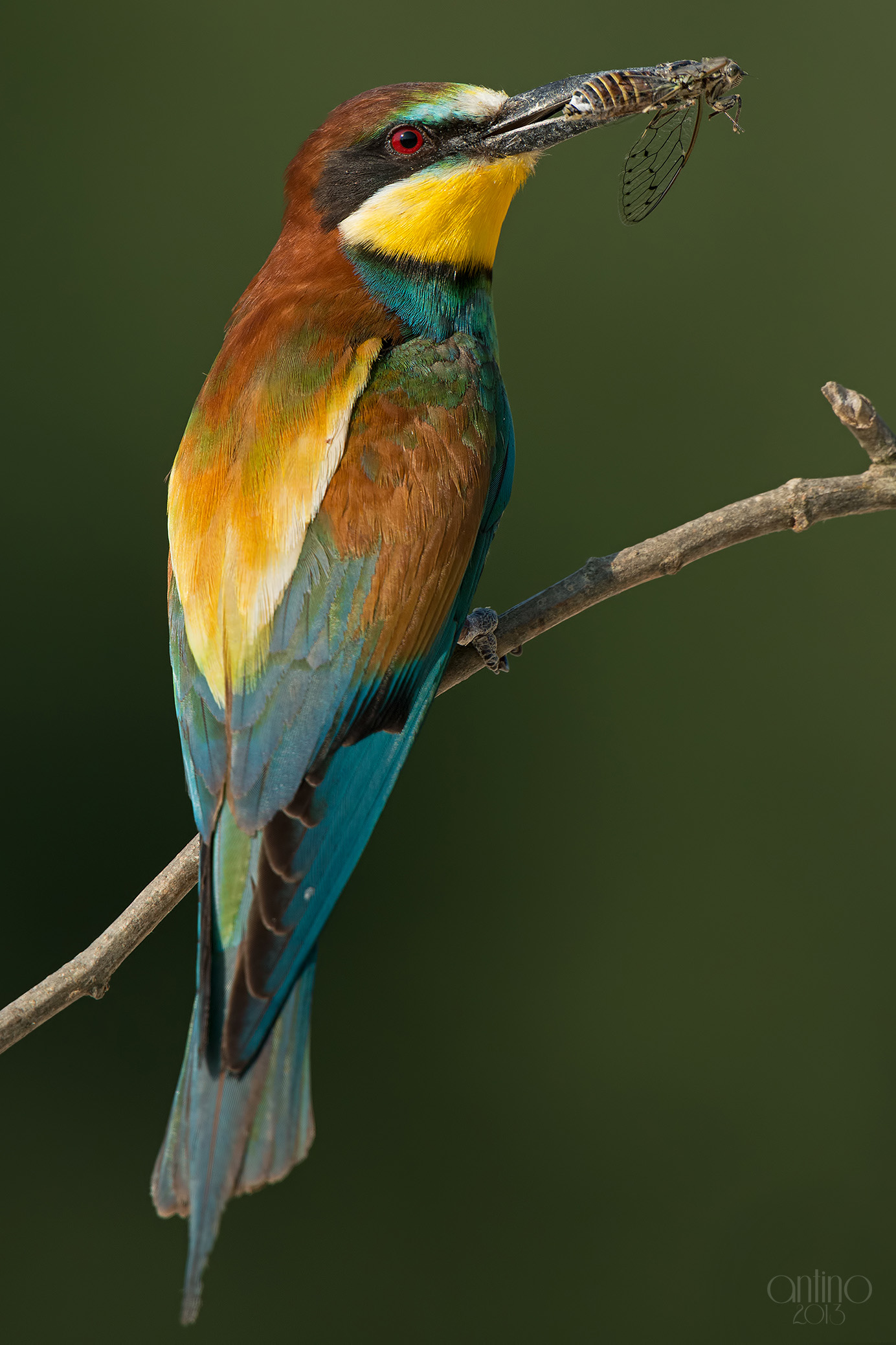 Bee-eater