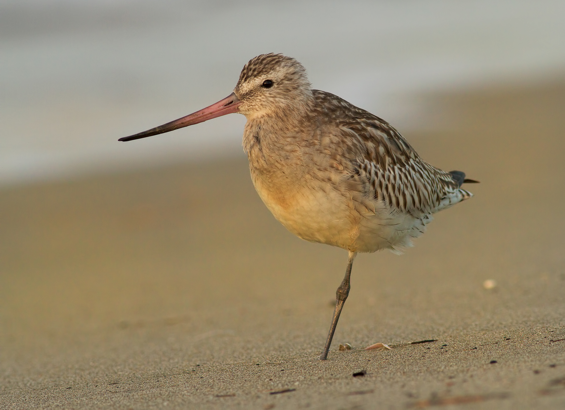 Bar-tailed Godwit at sunset