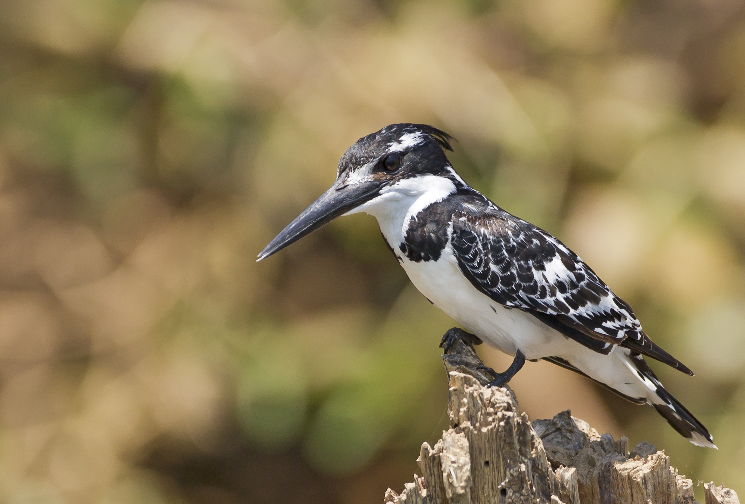 Martin bianco e nero