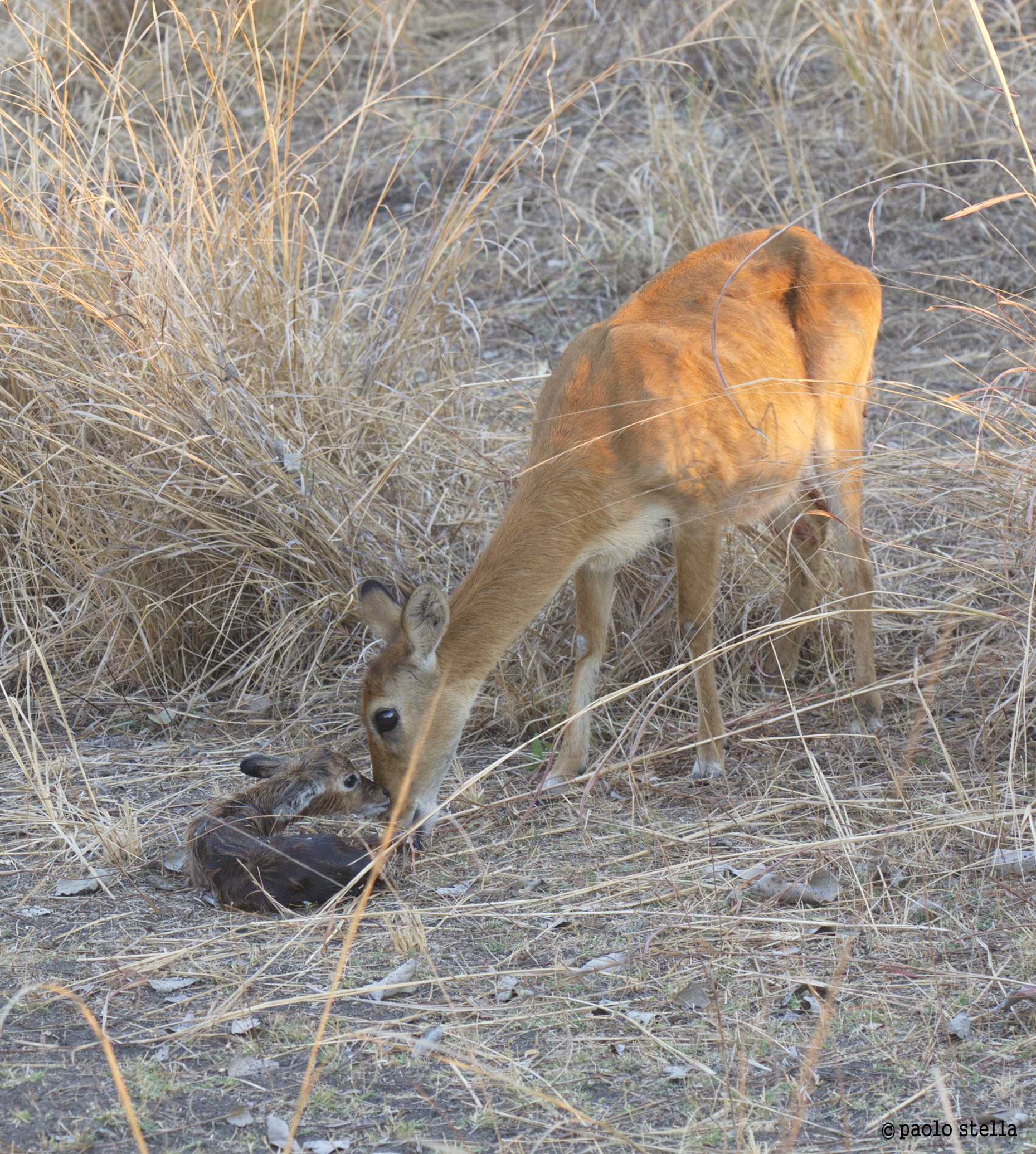 Puku (Kobus vardonii) birth - 15