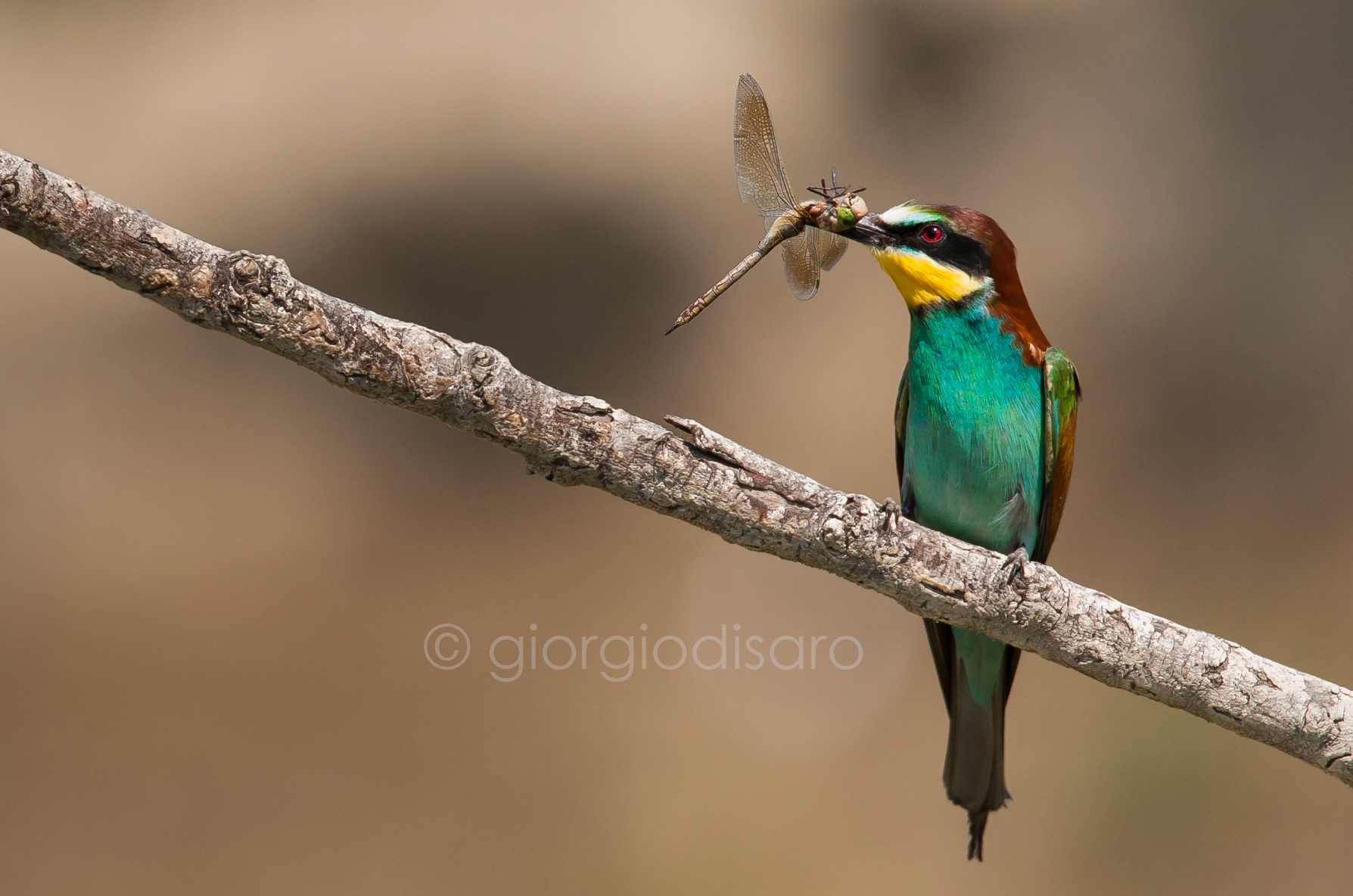 Bee-eater with dragonfly
