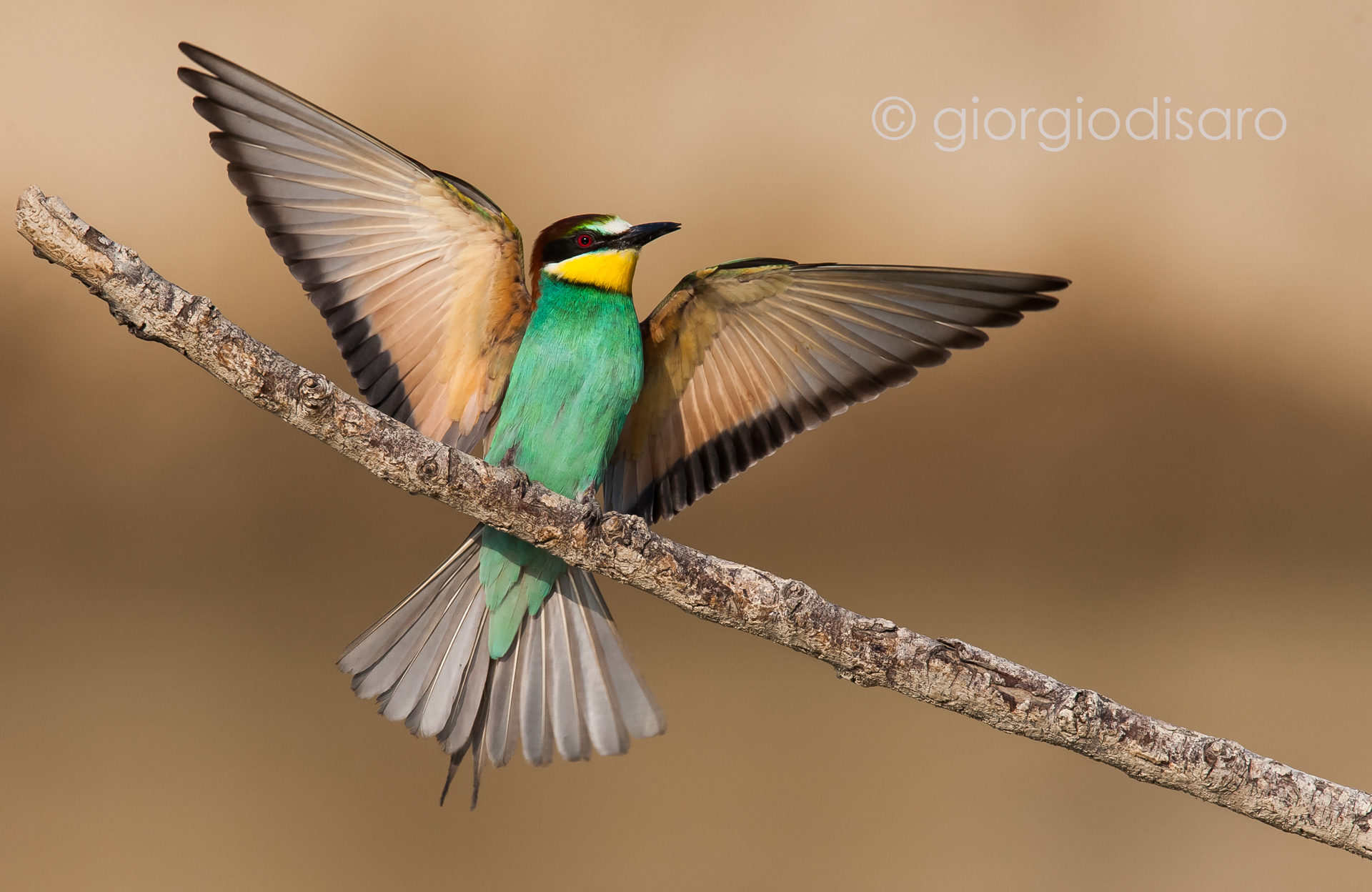 bee-eater 1