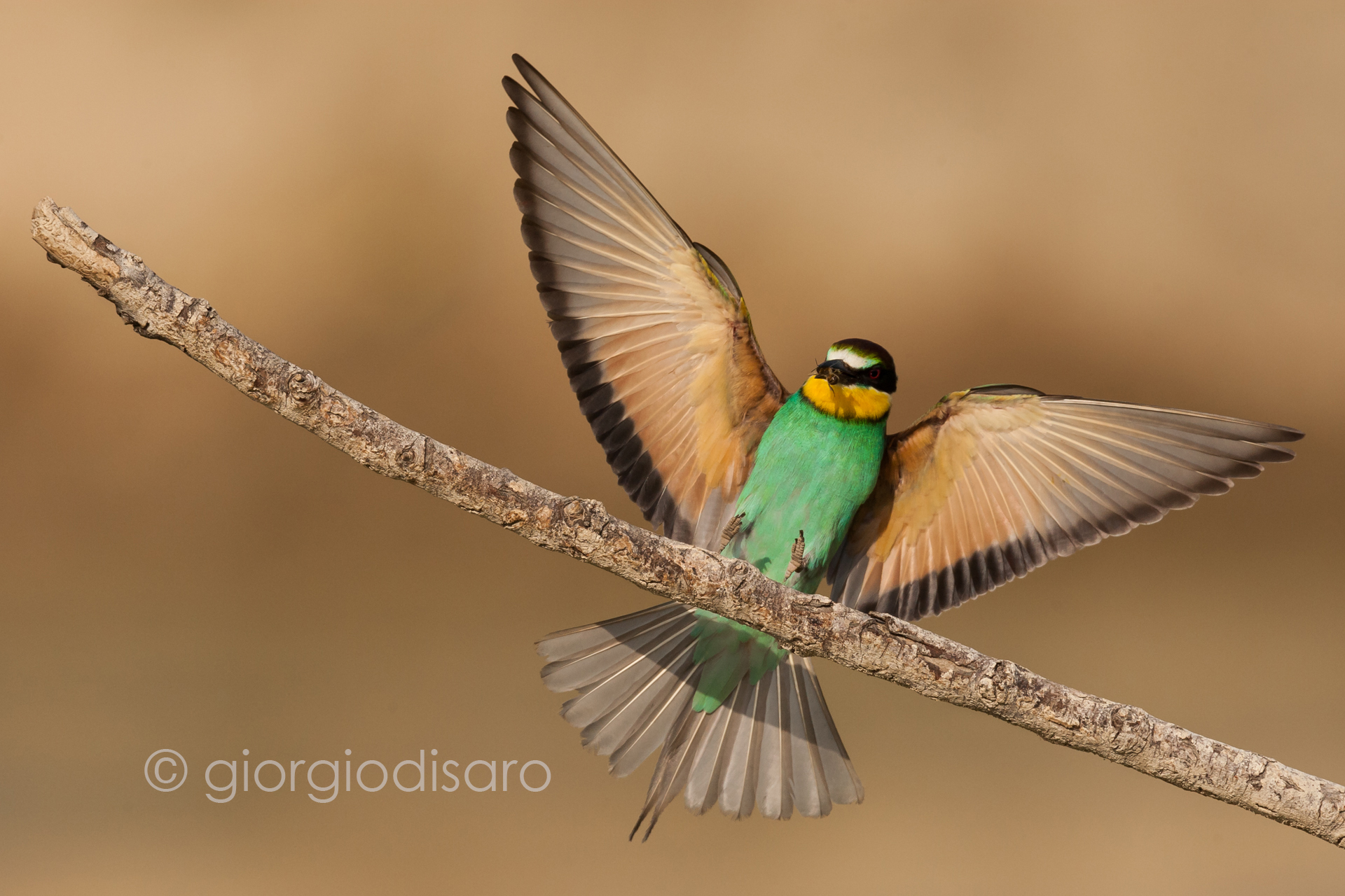 bee-eater 2