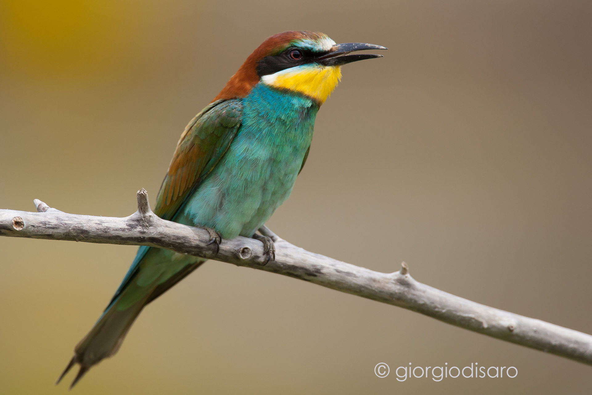 bee-eater 3