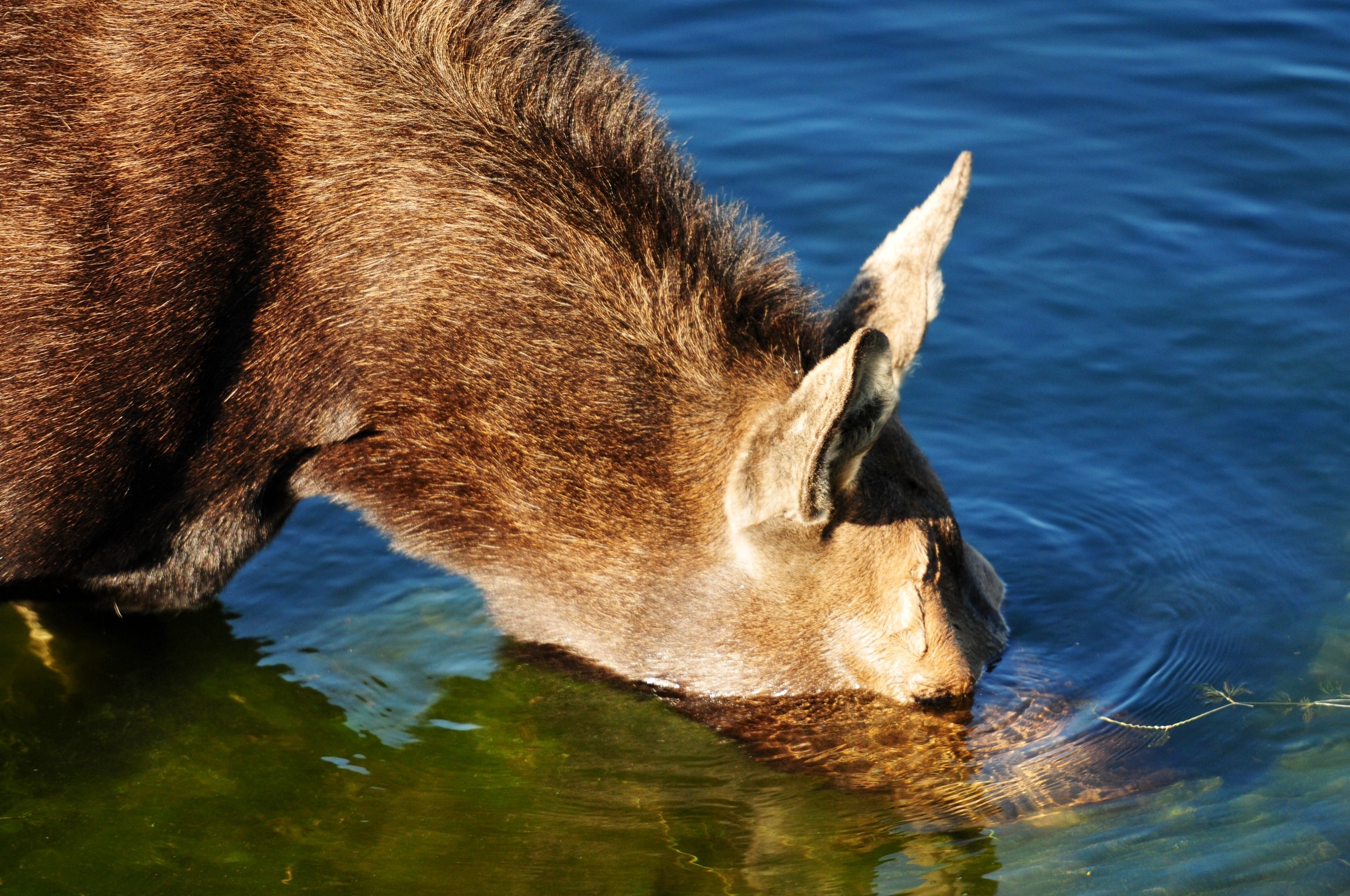 Apnea con attenzione