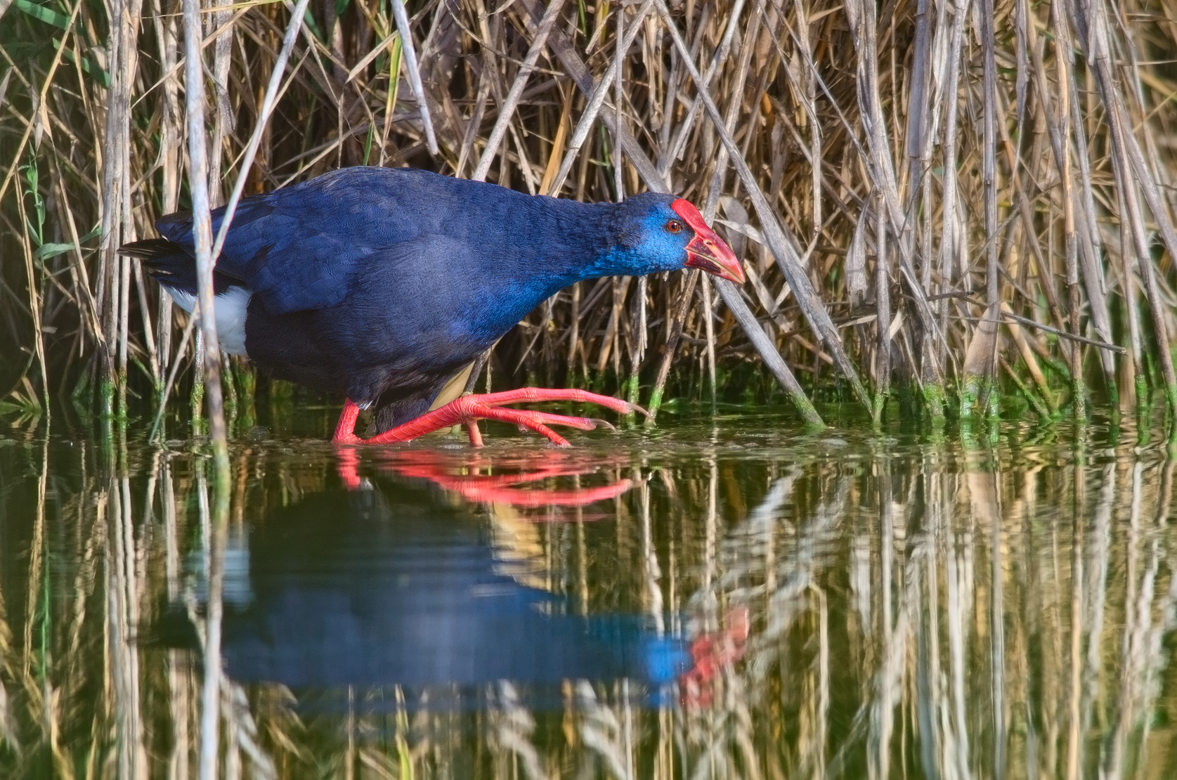 Purple Gallinule