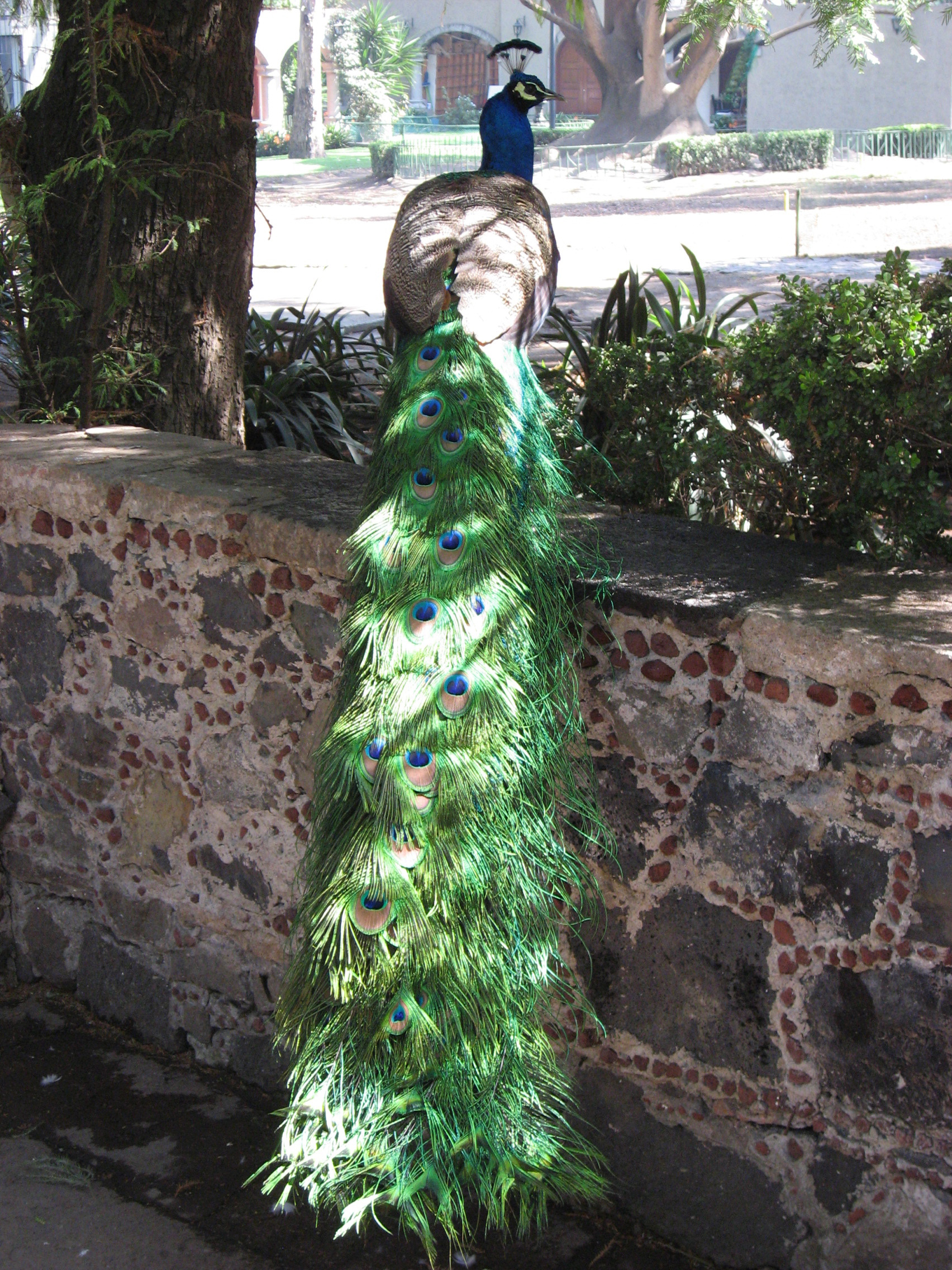 Museo Dolores Olmedo