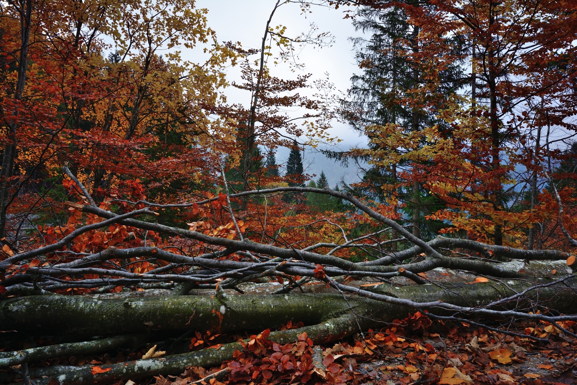 faggeto Friulian Dolomites
