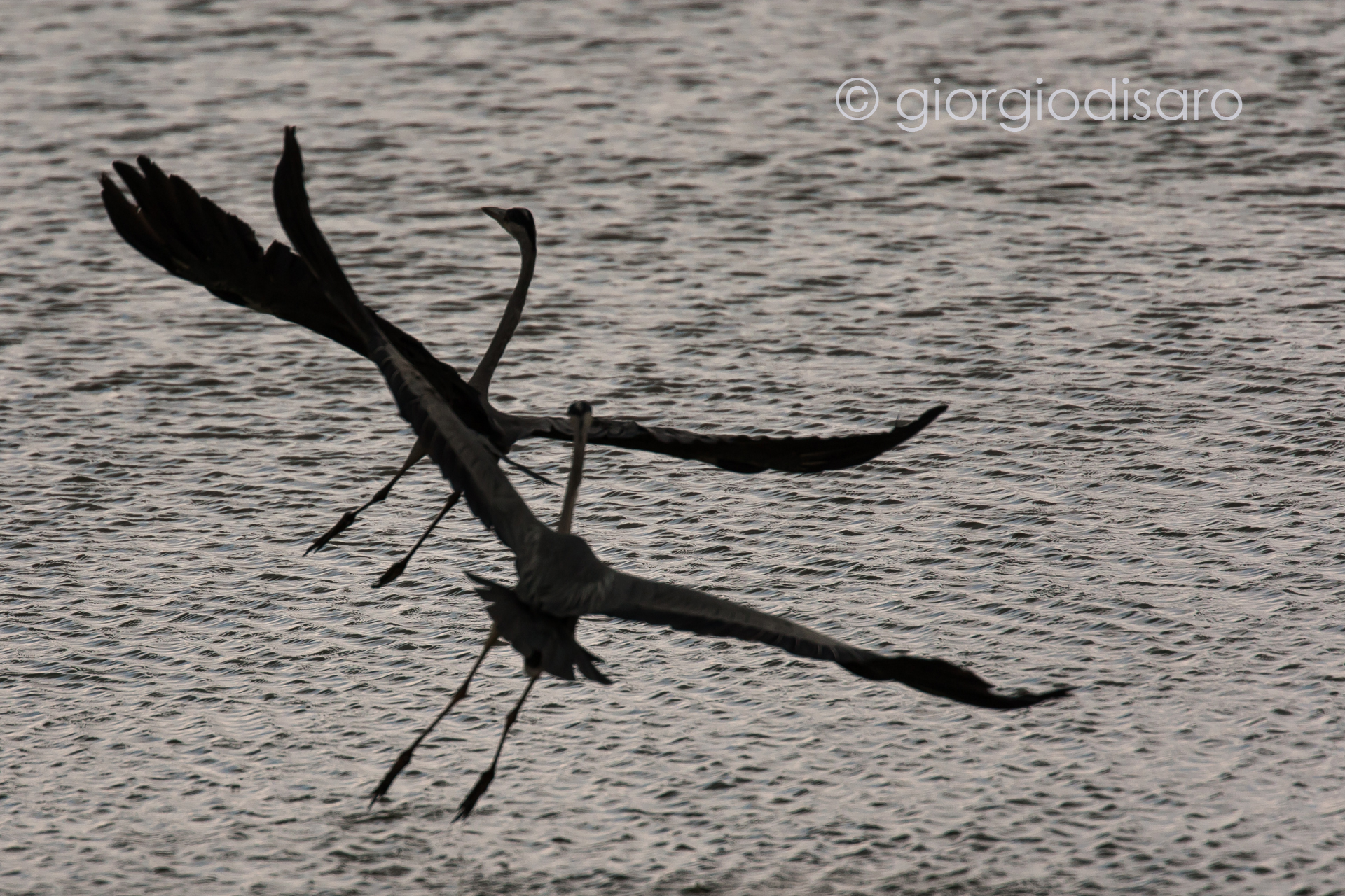 cenerini sotto la pioggia