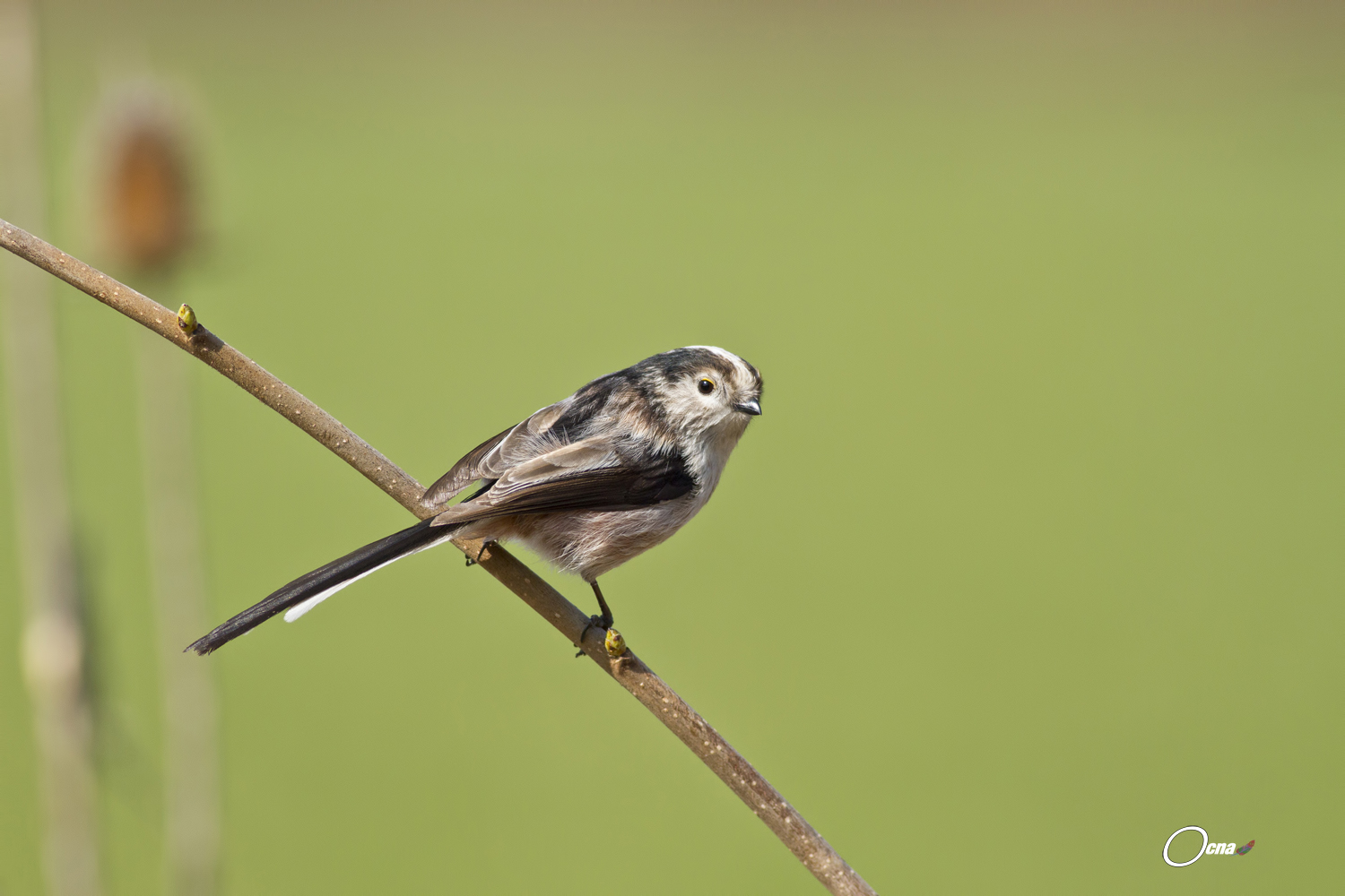 codibugnolo ambientato