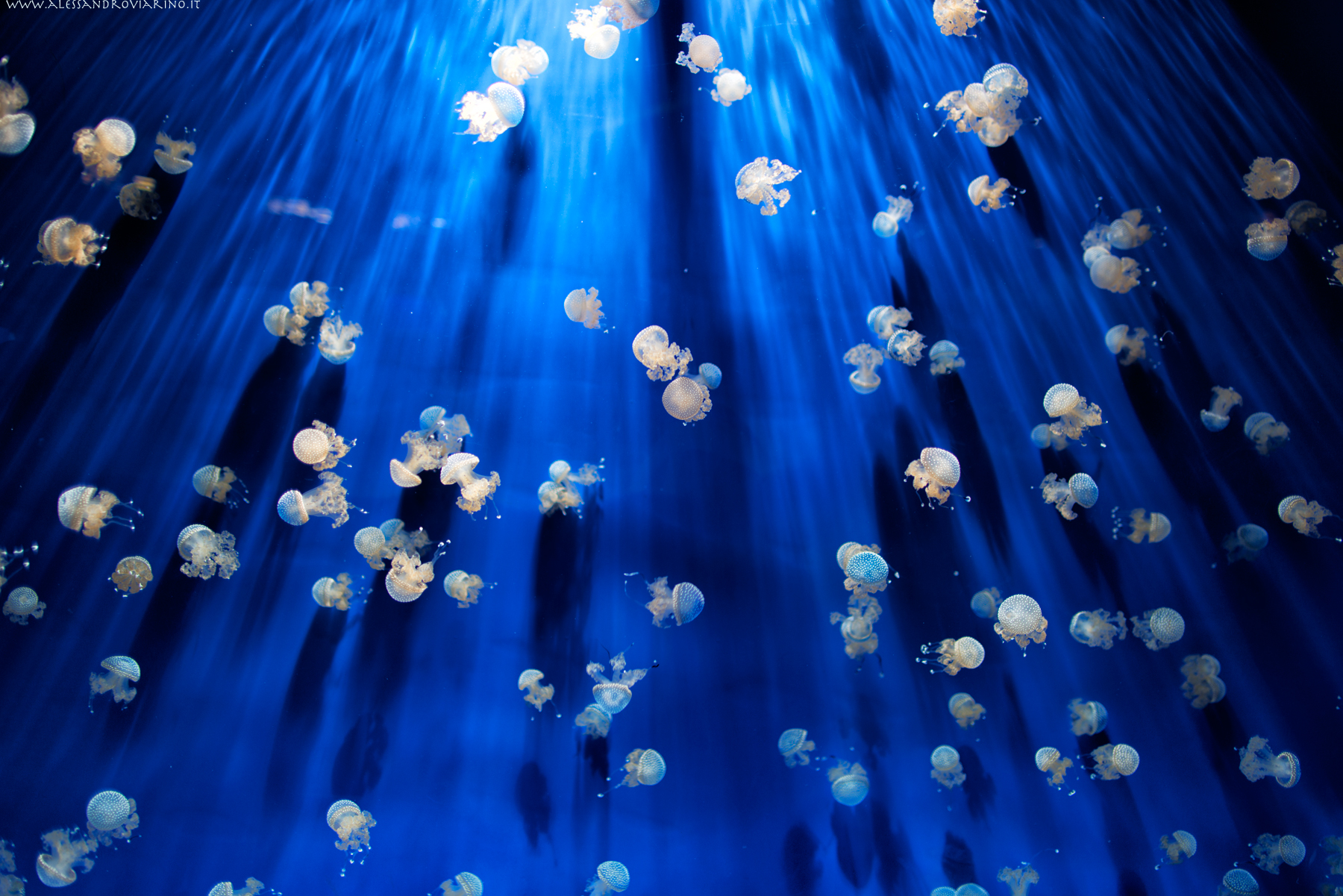 The Aquarium of Genoa