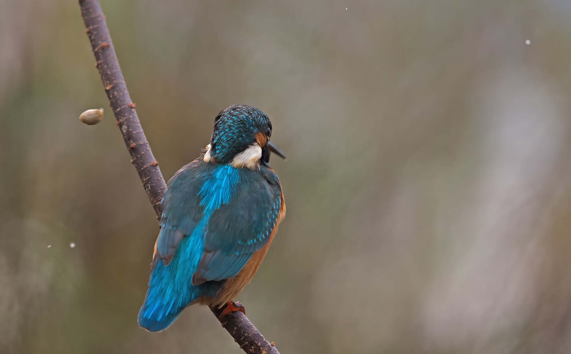 expulsion of the wad -