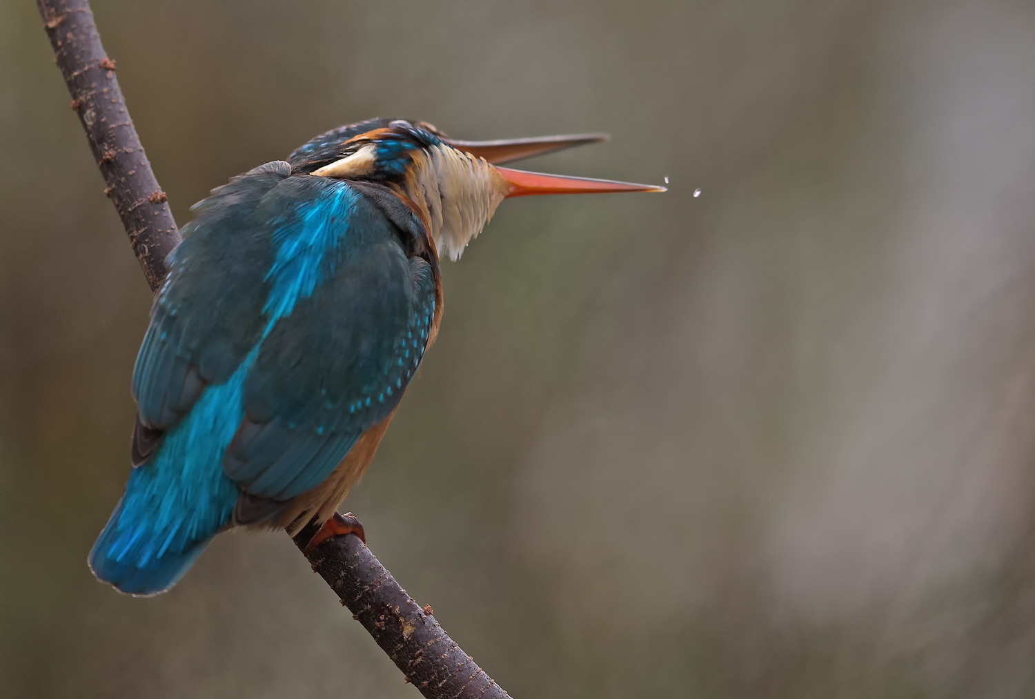 expulsion of the wad