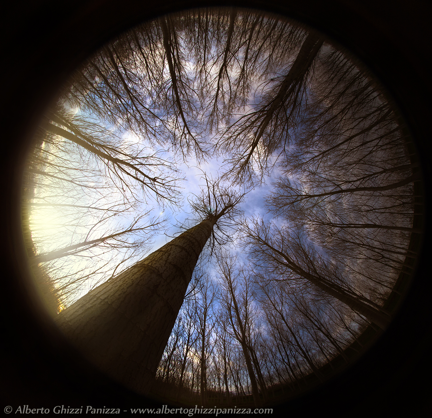 A look in the poplar grove