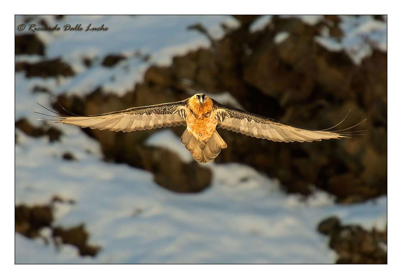 Bearded Vulture (Gypaetus barbatus)