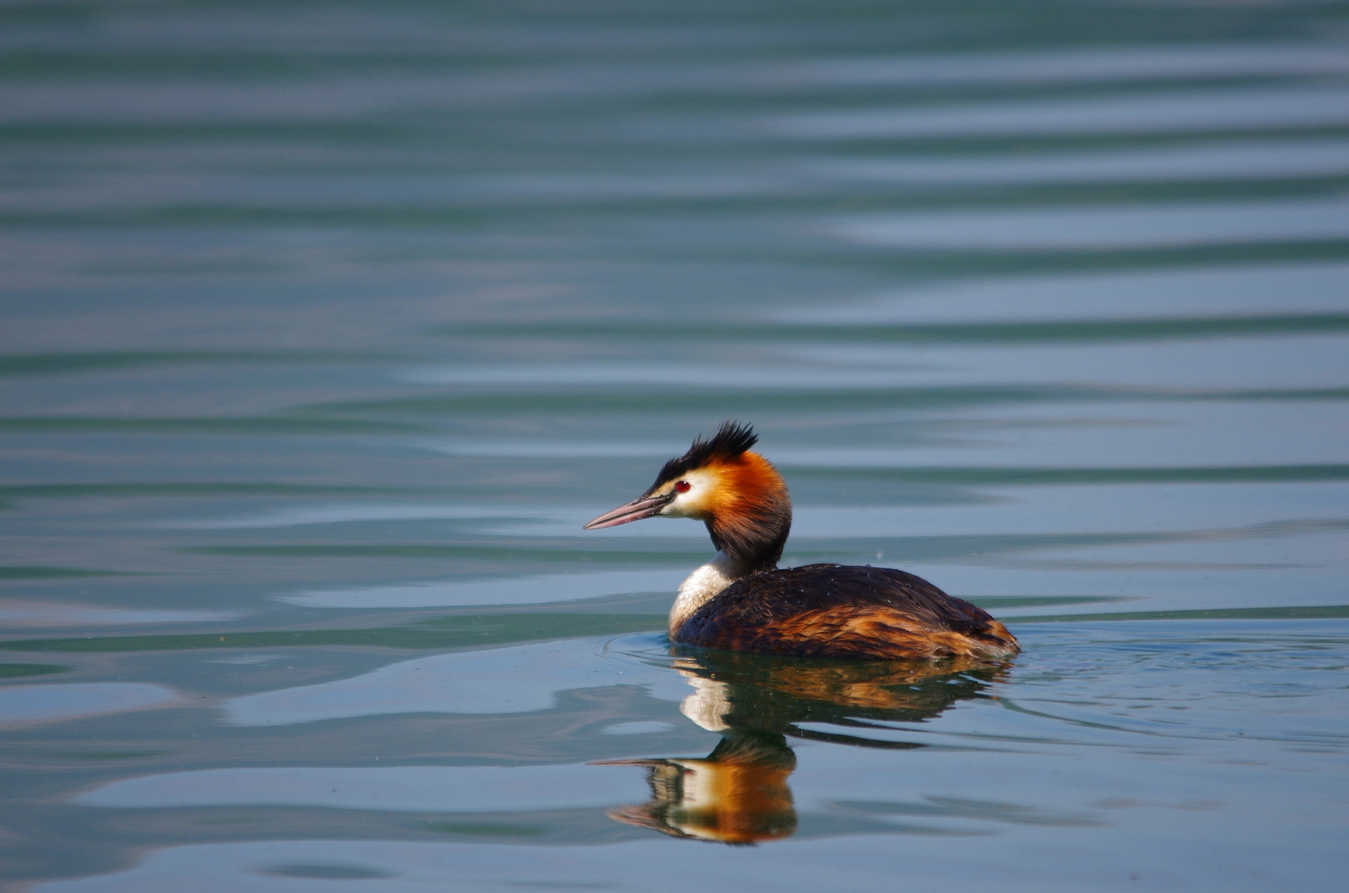 Great Crested Grebe