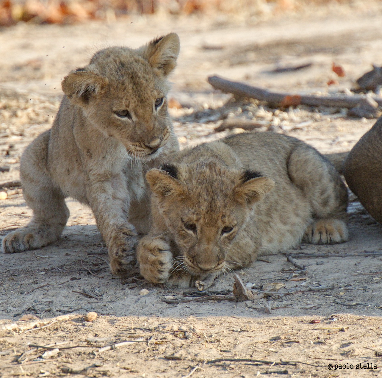 What you looking at??