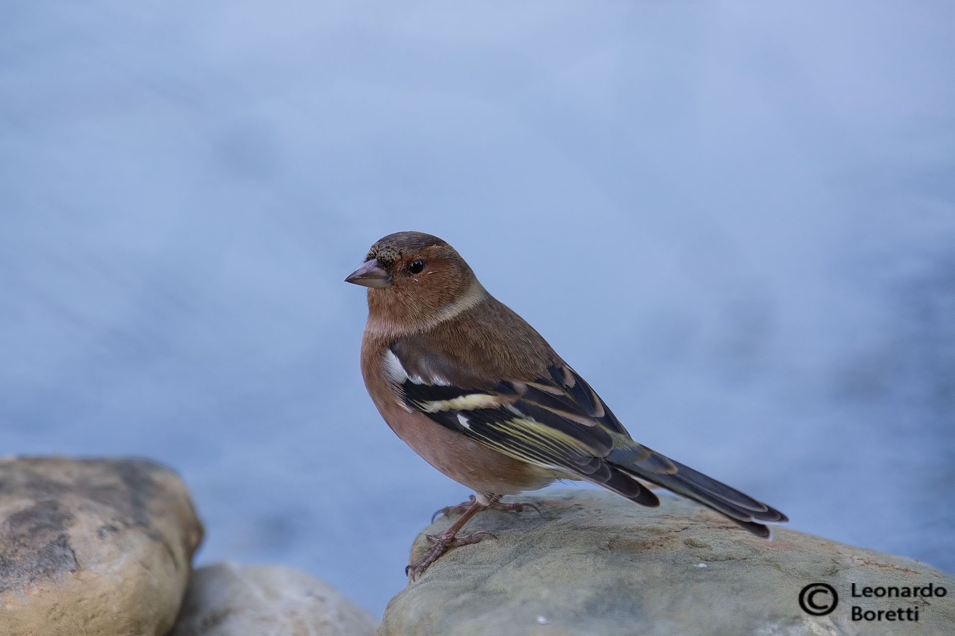 Chaffinch