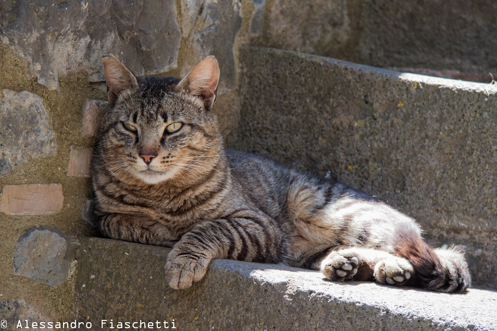 Cat on the stairs