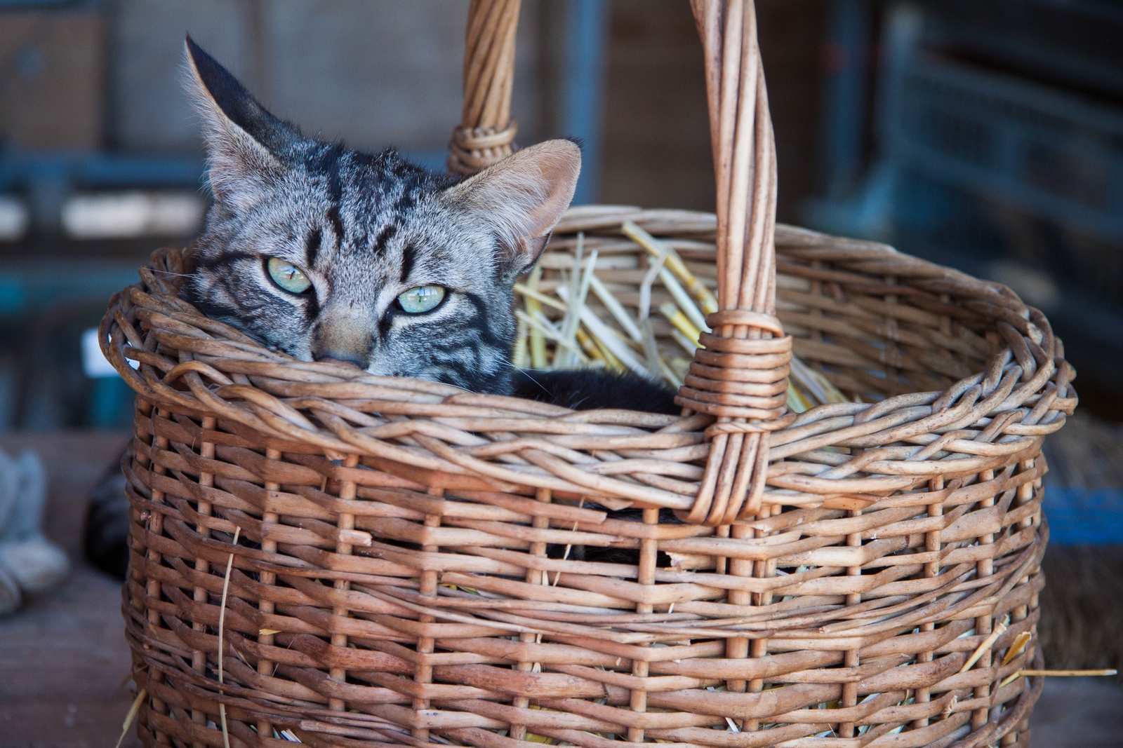 Cat in the basket
