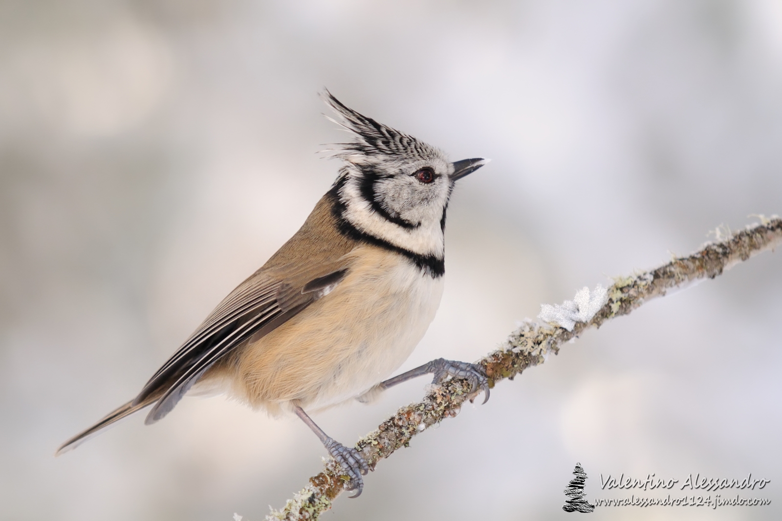 Crested Tit