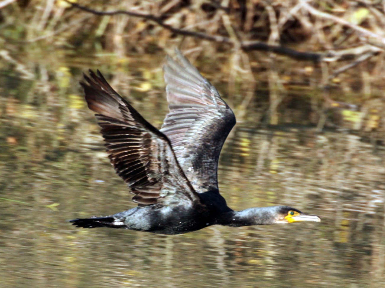 cormorano in volo