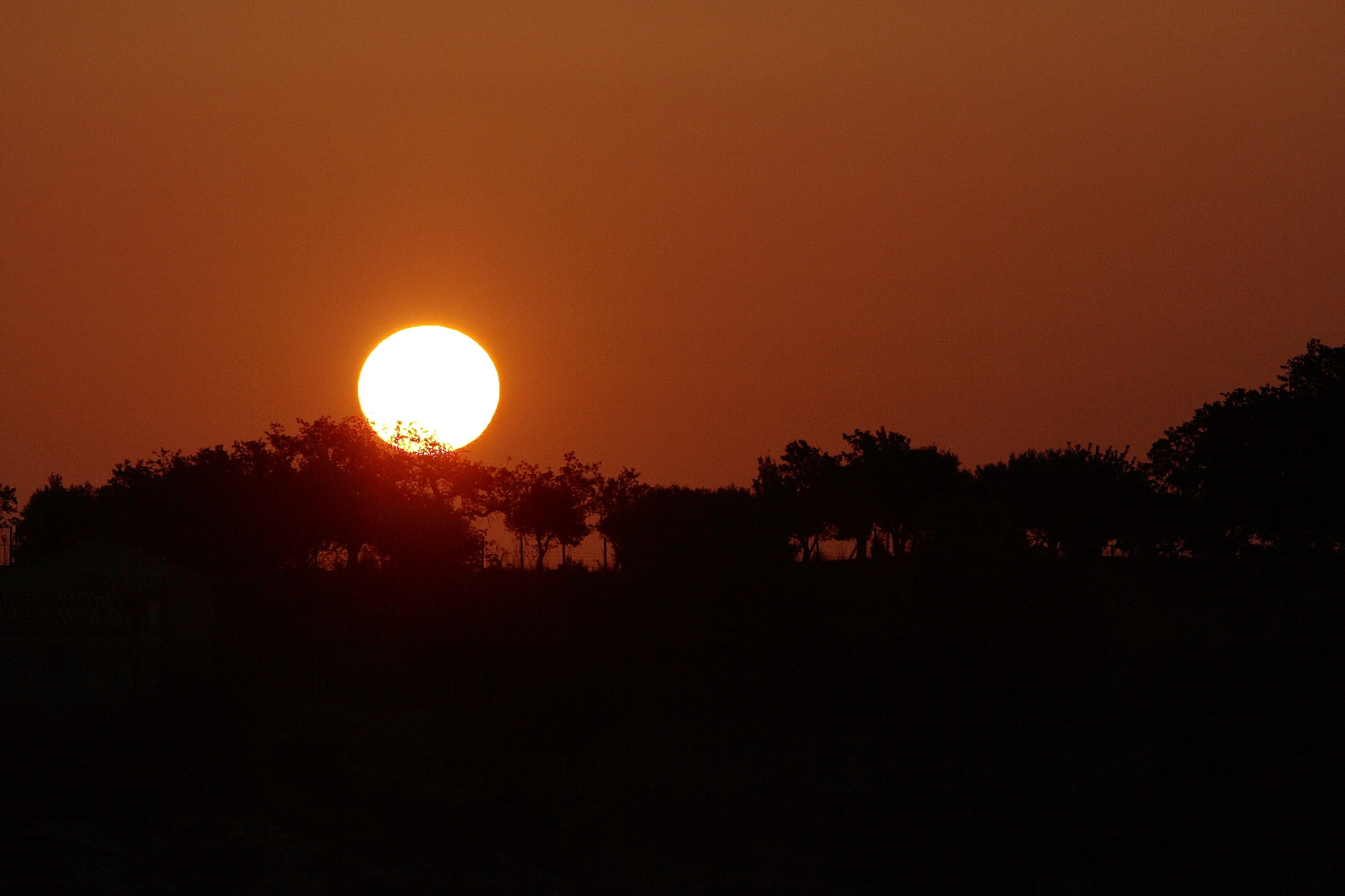 Sunrise among the olive trees