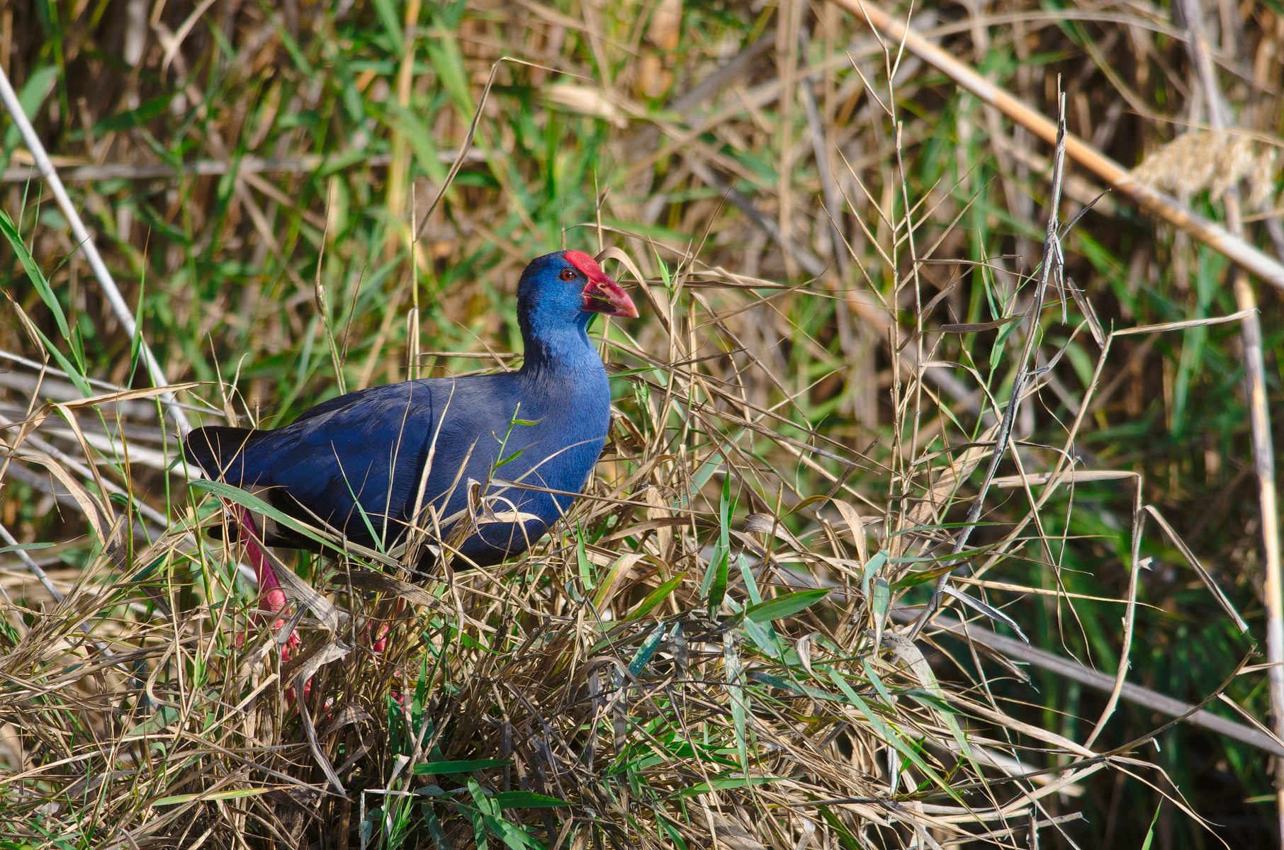 Purple Gallinule