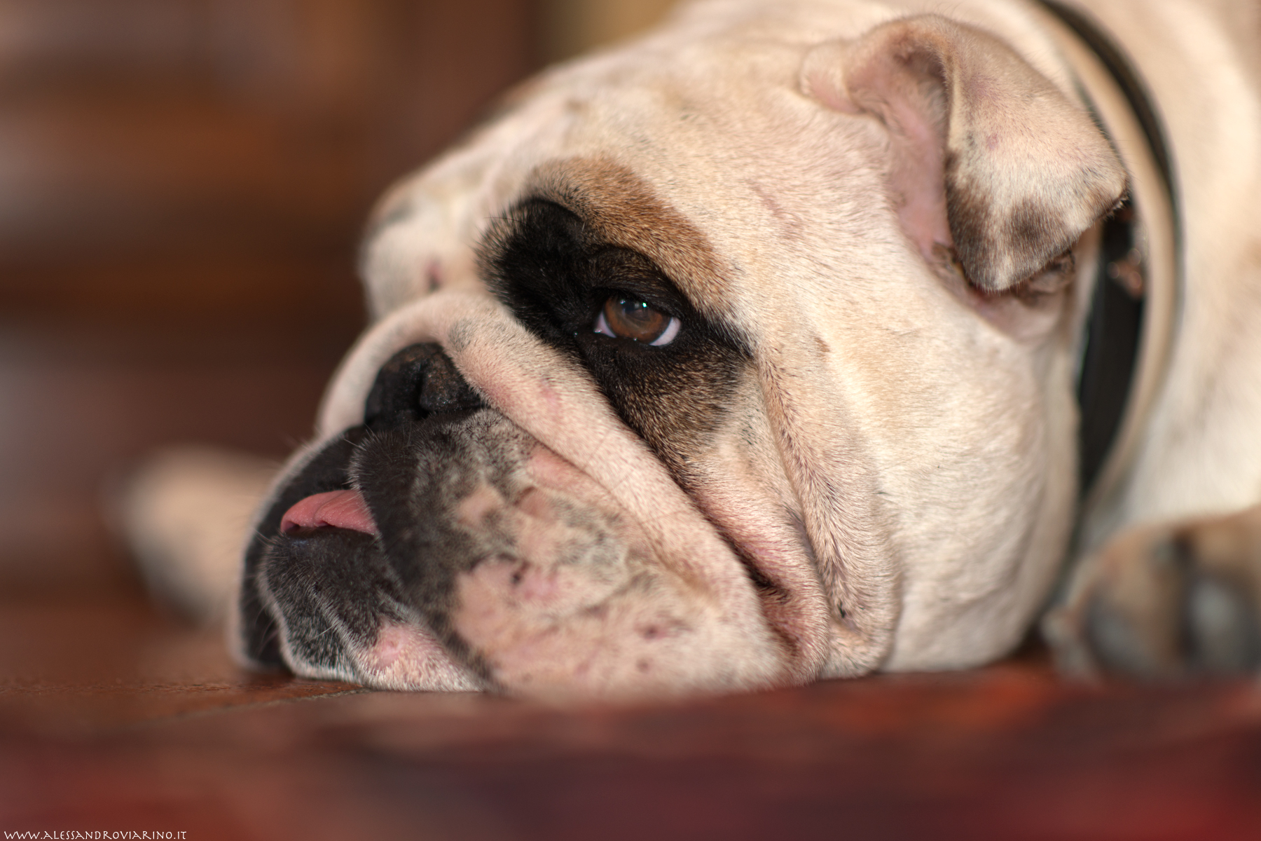 2 passions in life, the sofa and the carpet :-)