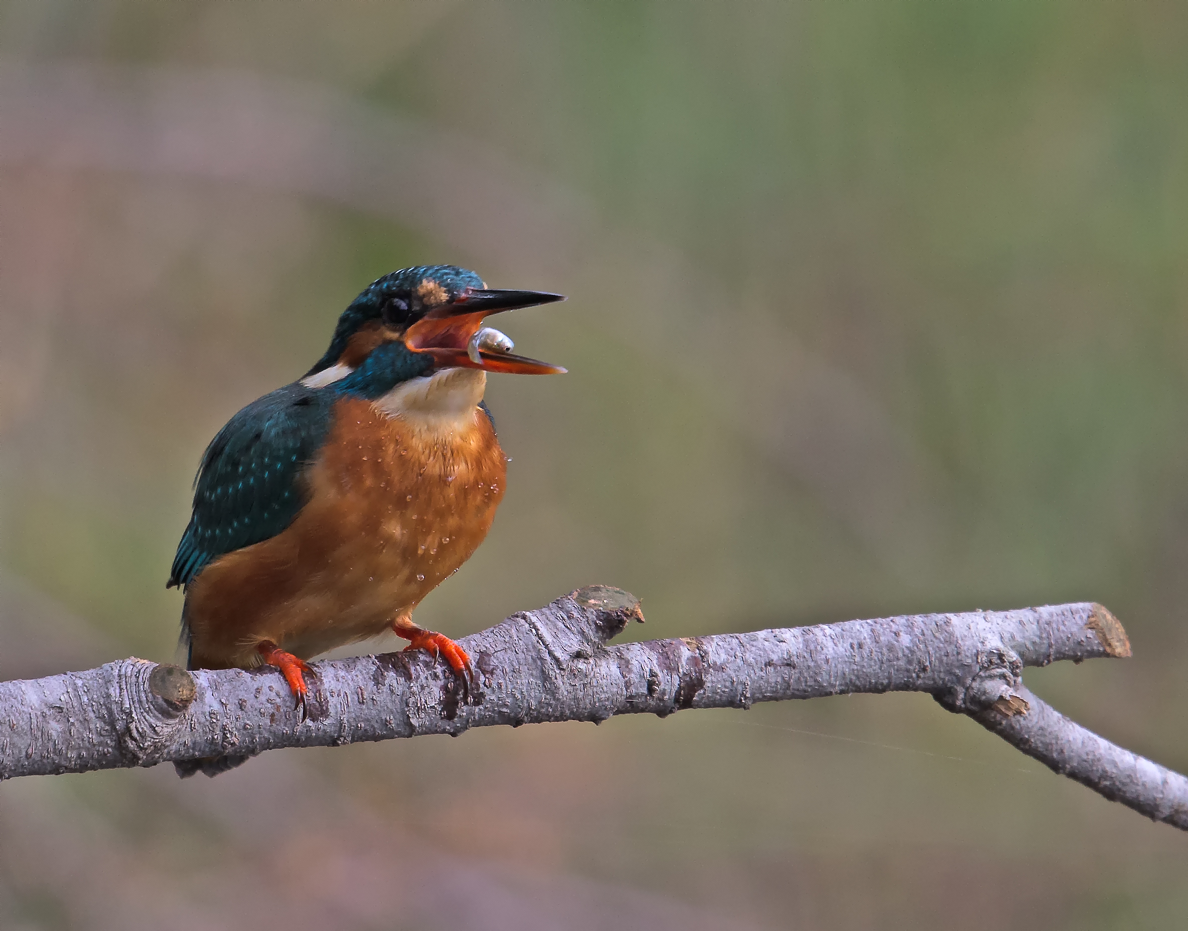 the small fish go down 'better ...