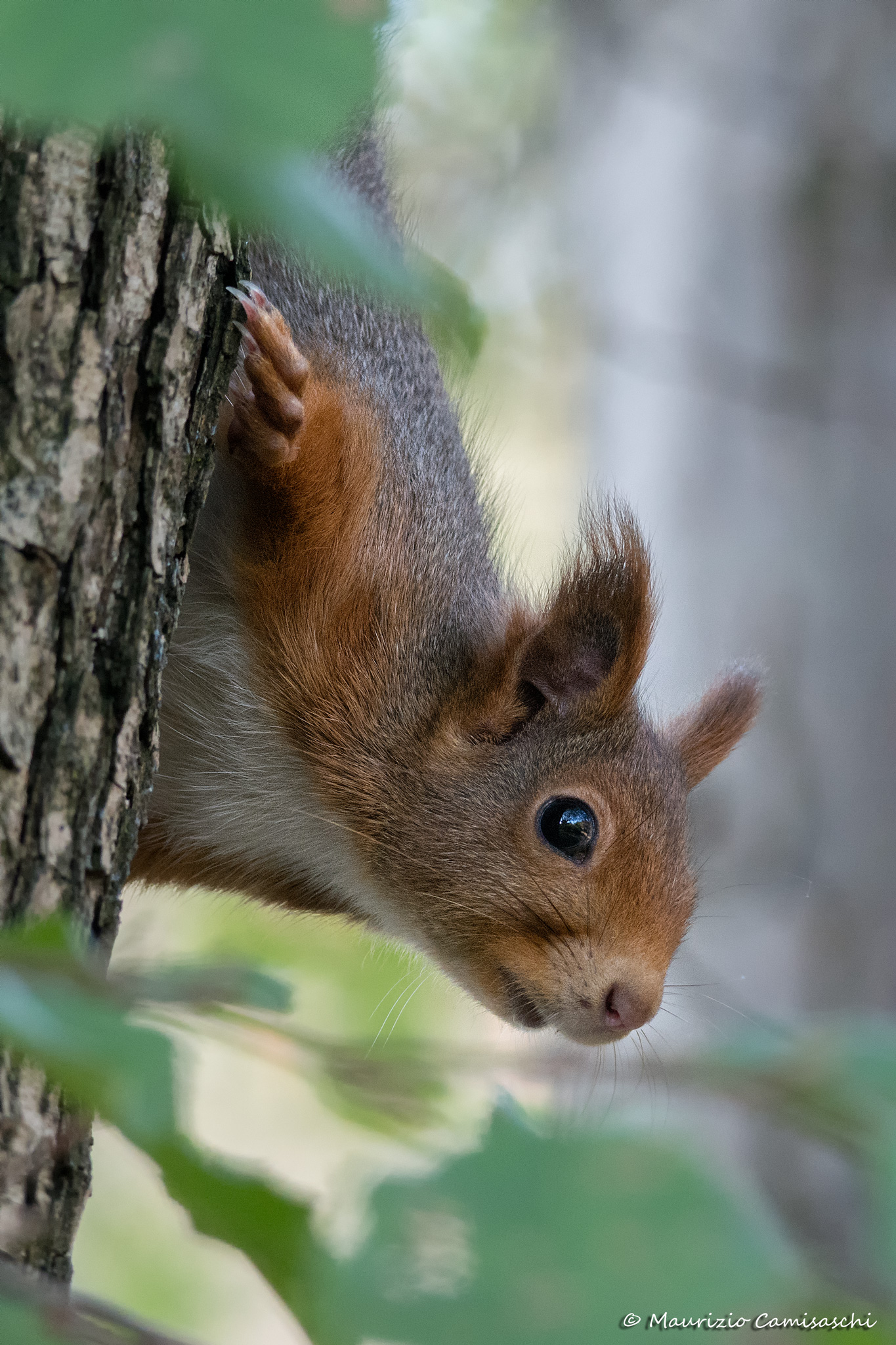 Scoiattolo Rosso