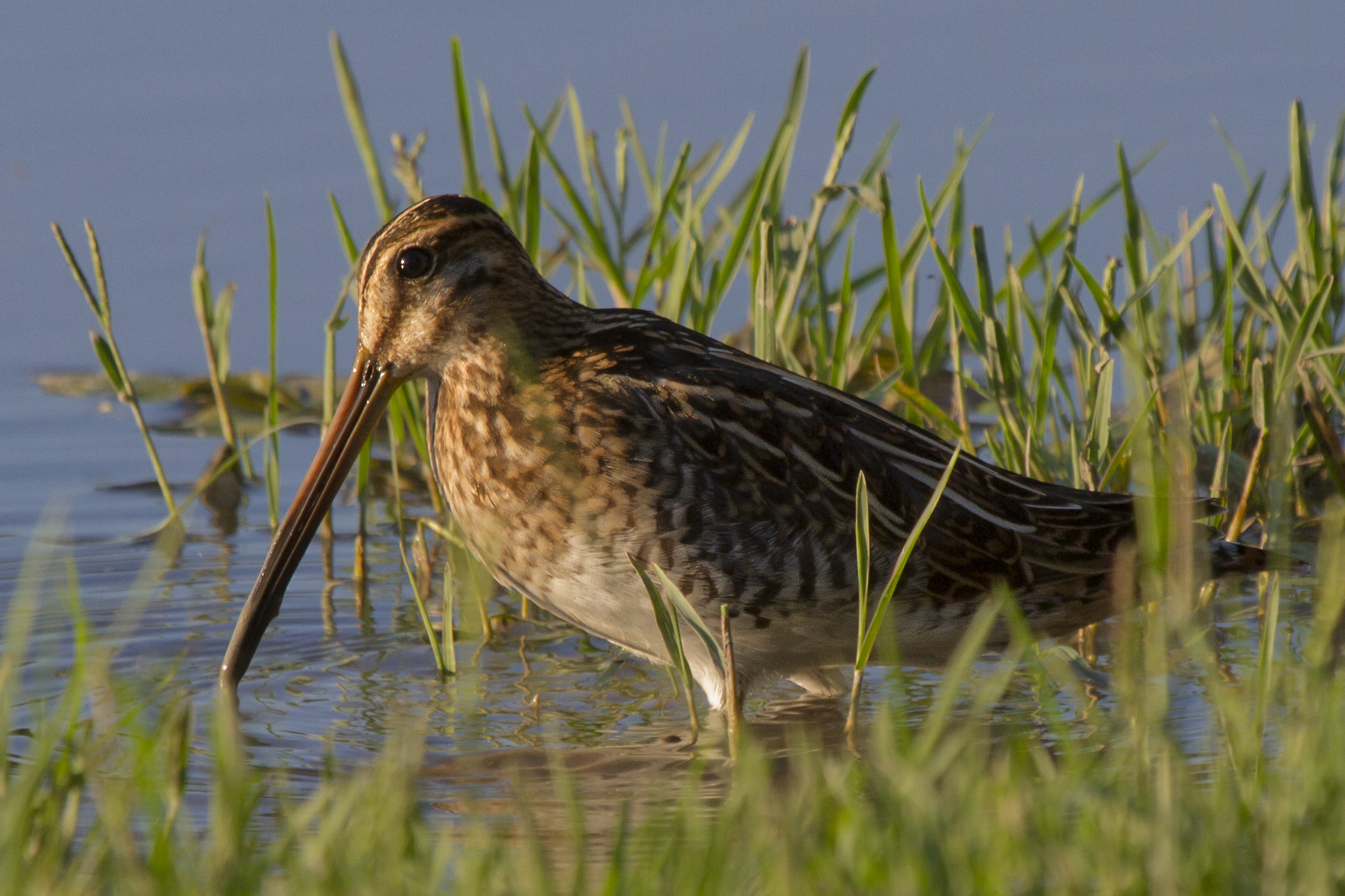 Beccaccino dal becco fangoso