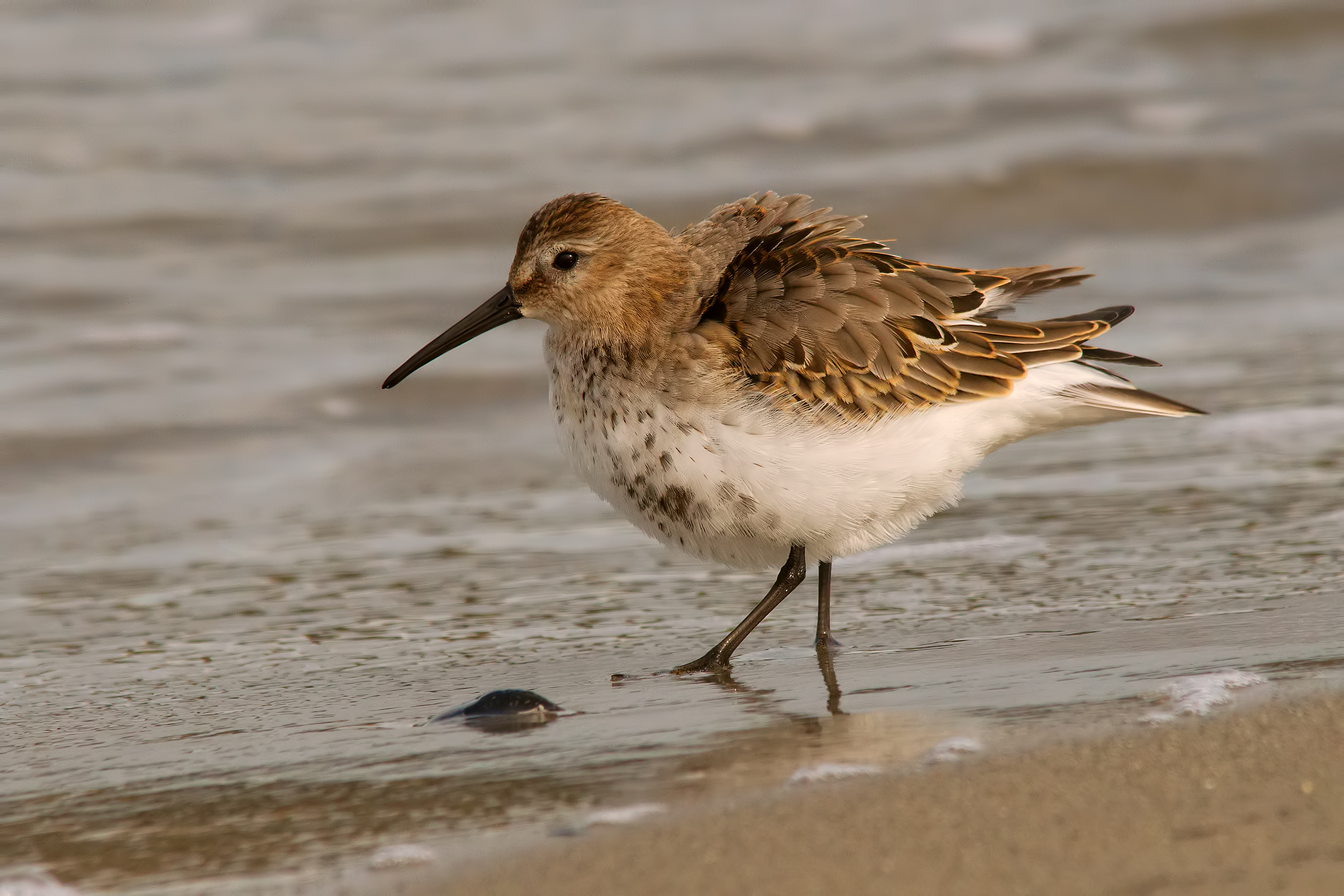 Sandpiper