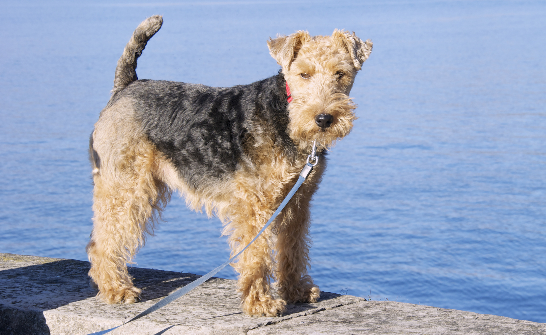 Tea la mia welsh terrier