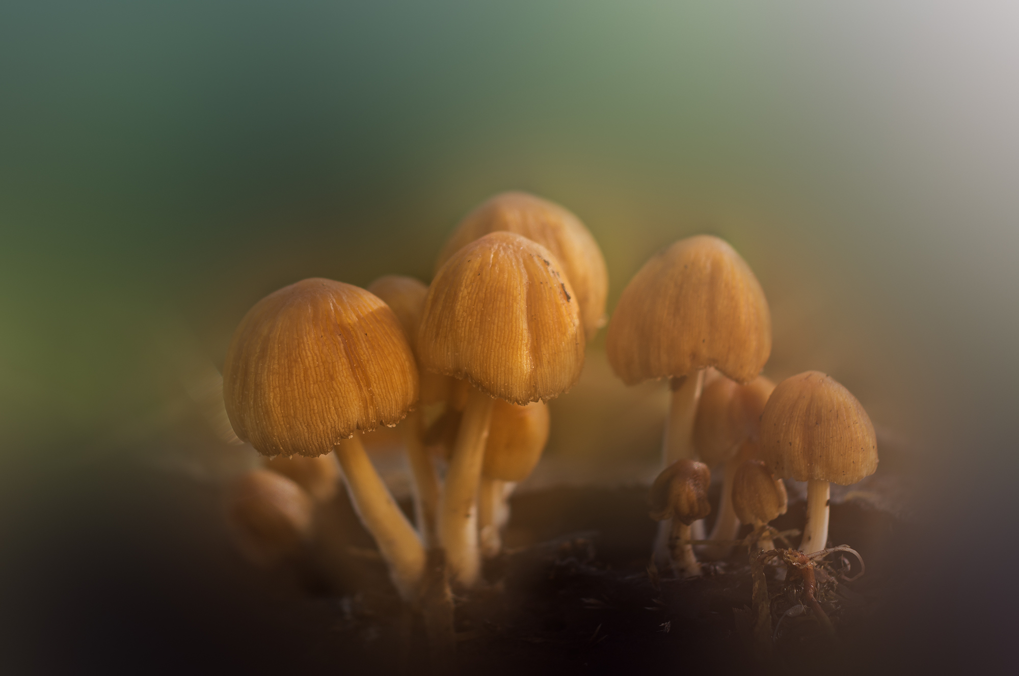 Coprinus sp - Agaricaceae