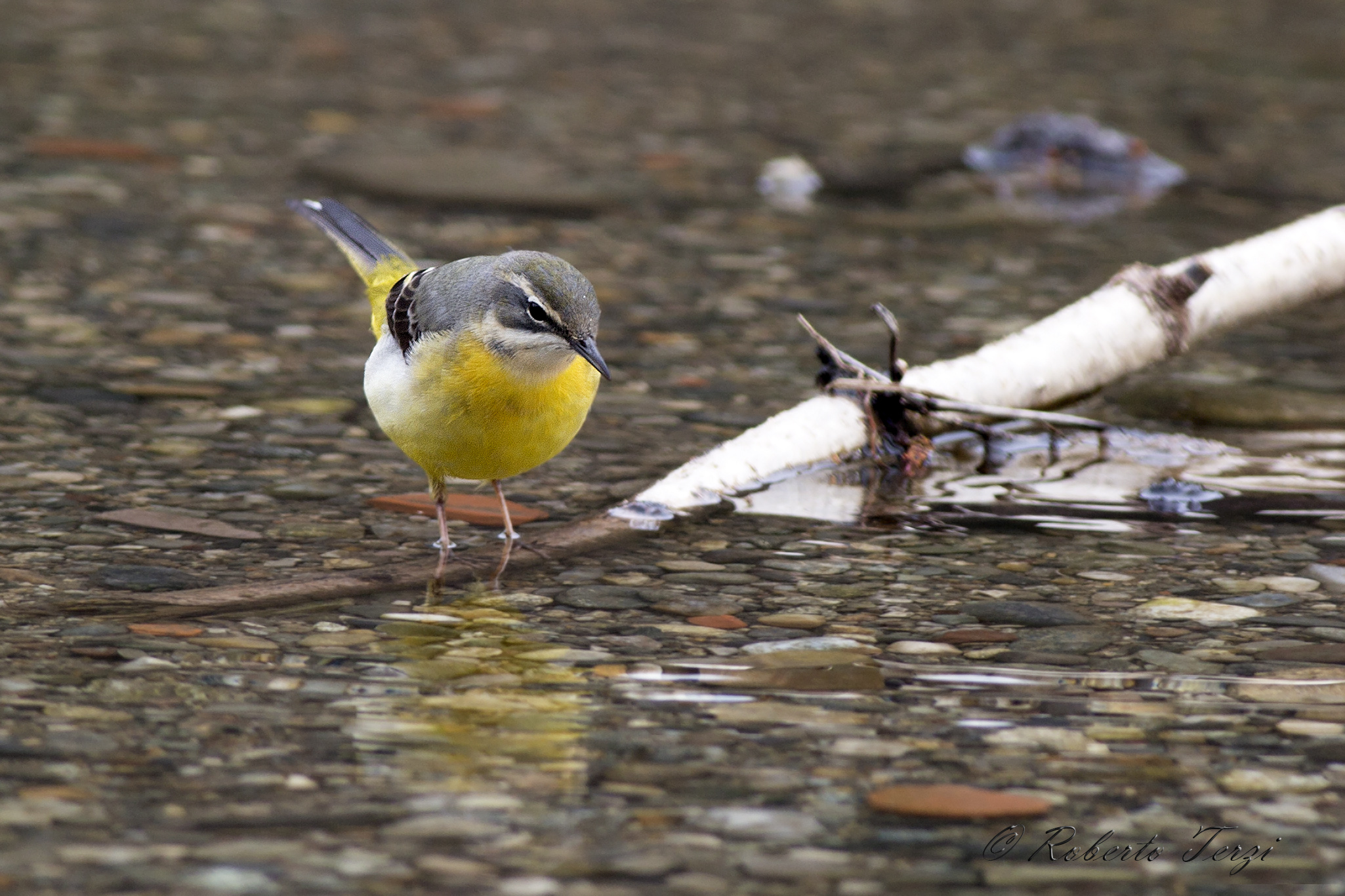 Grey Wagtail