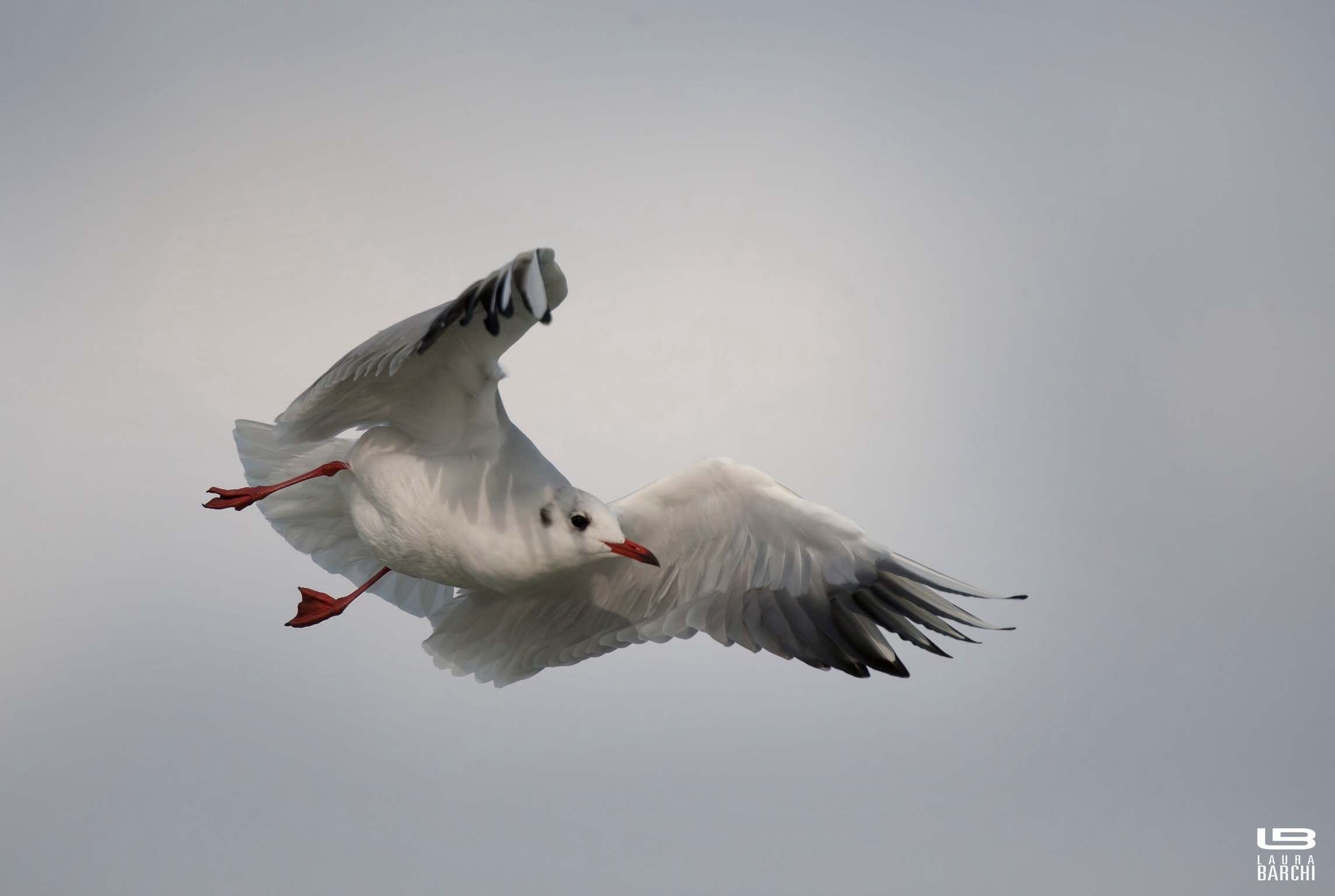 Gabbiano corallino - la partenza