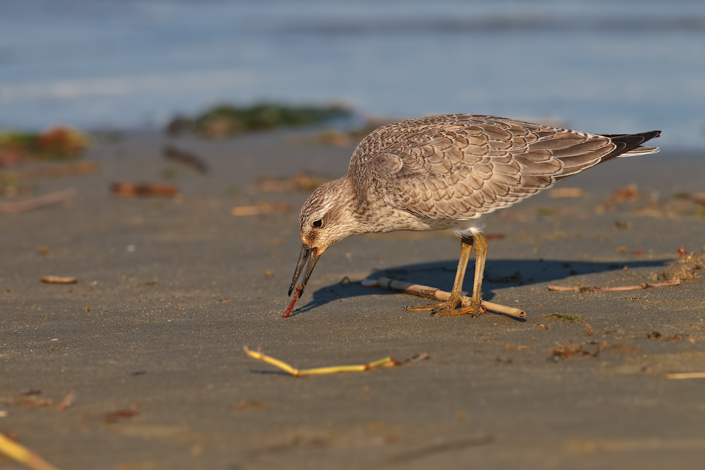 piovanello maggiore2