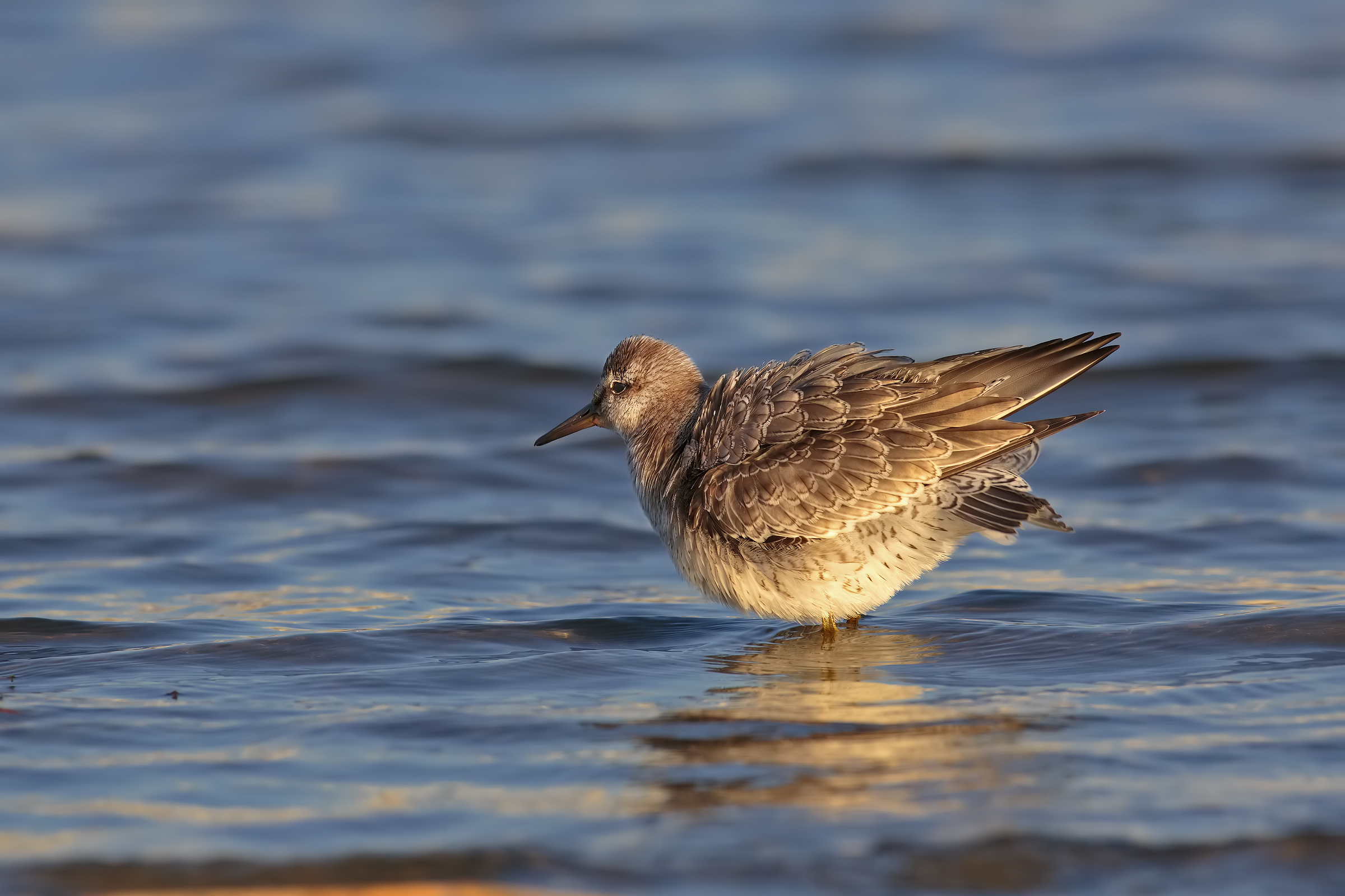 piovanello maggiore3