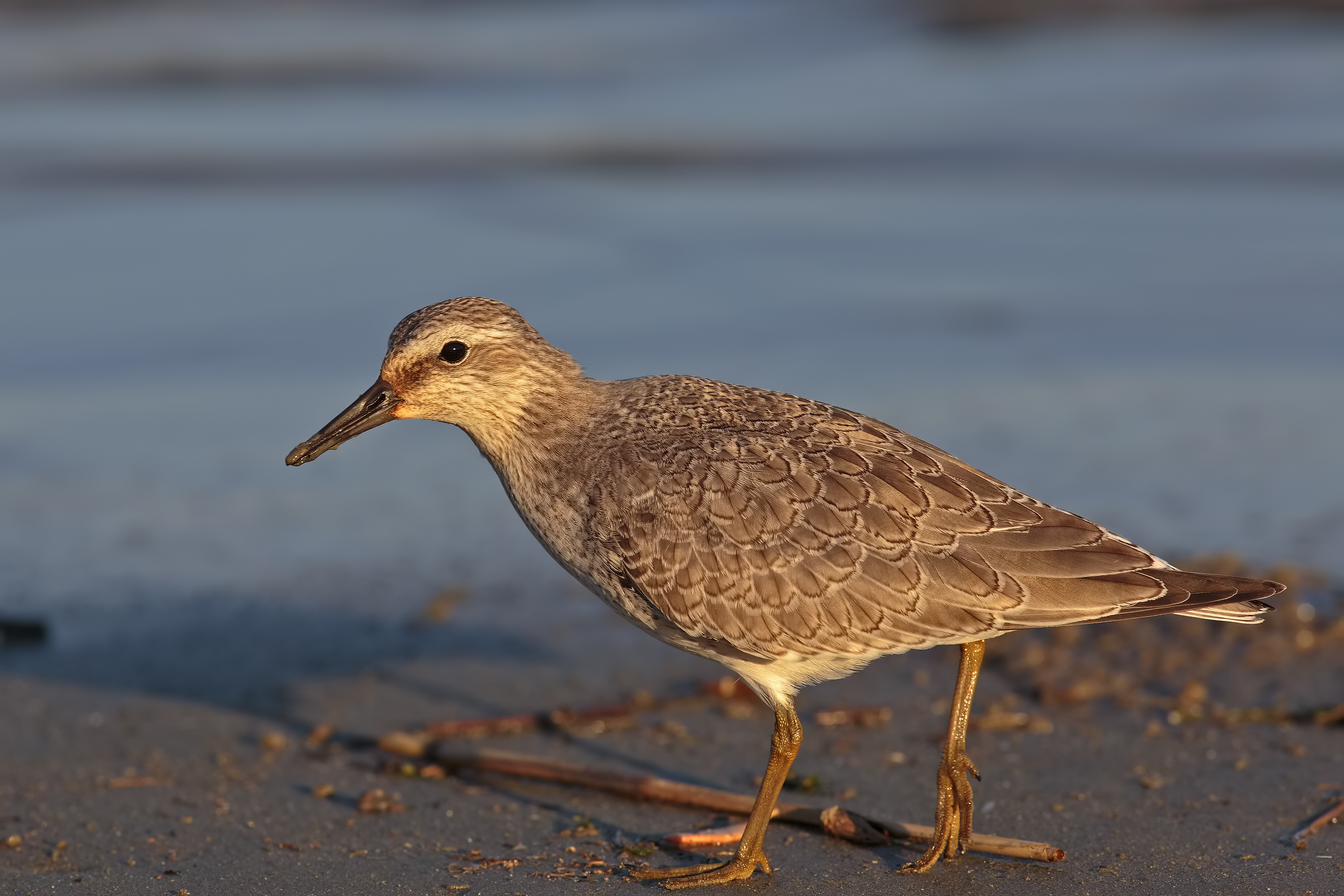 piovanello maggiore4