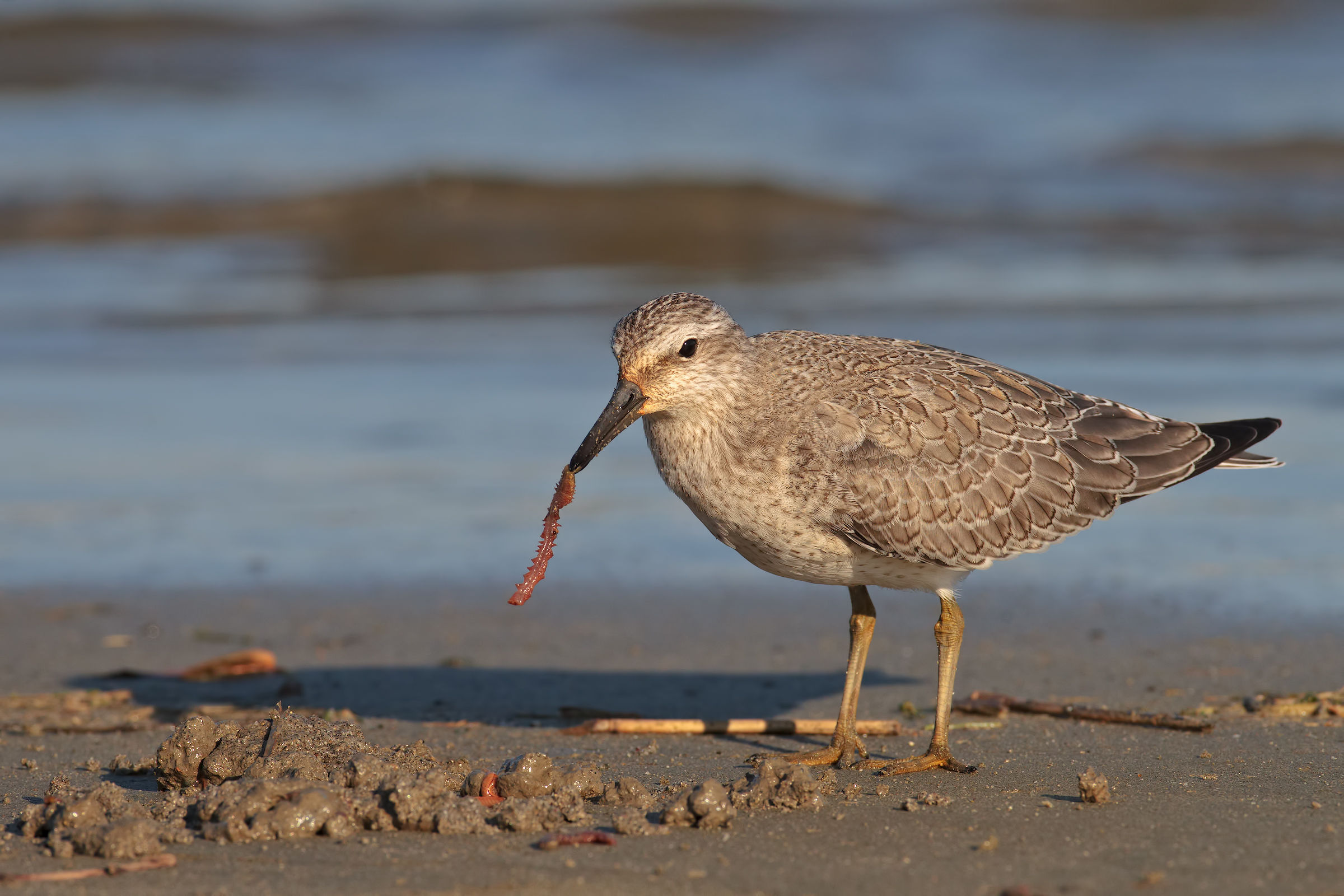 piovanello maggiore5