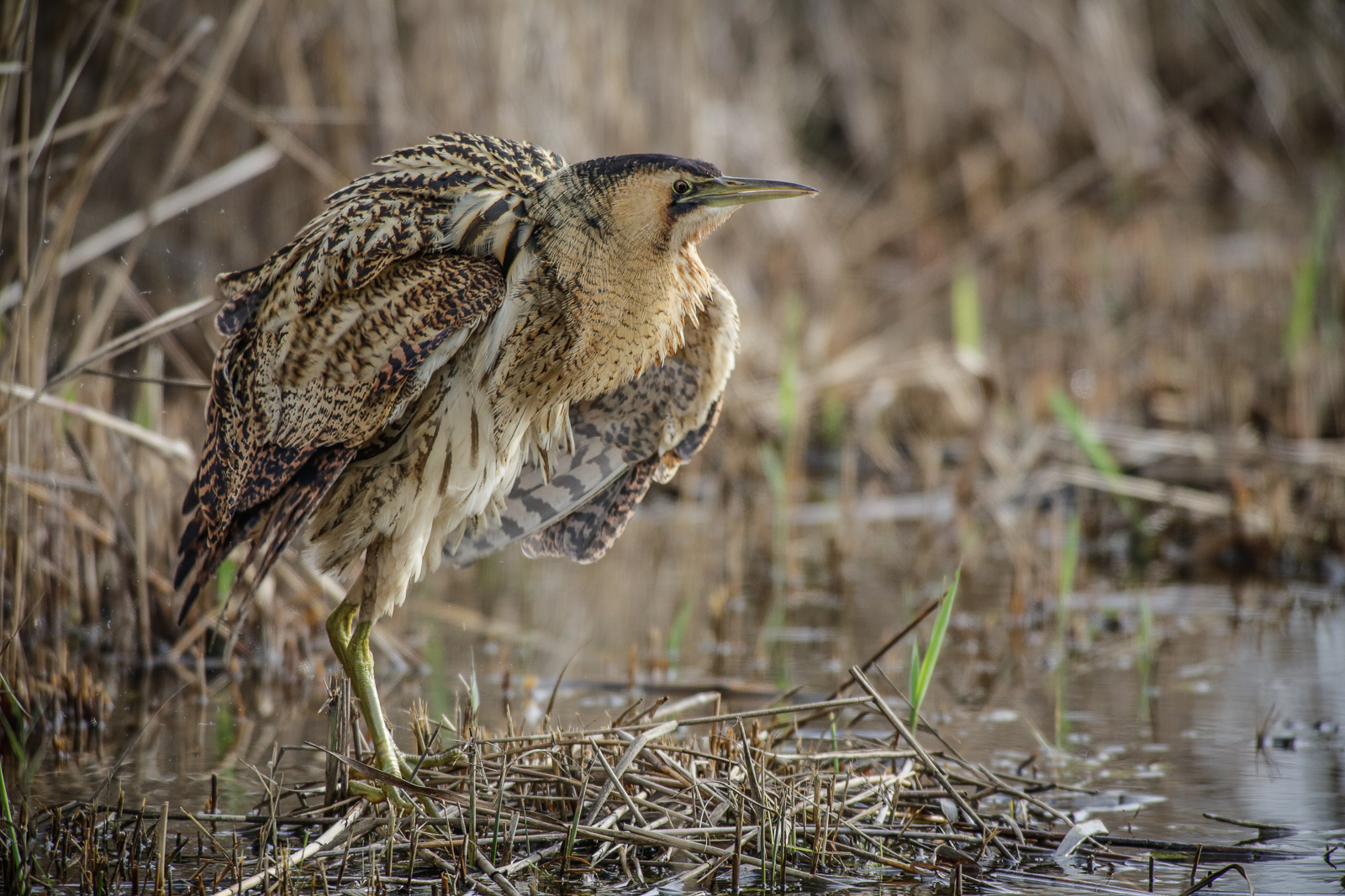 Bittern ruffled