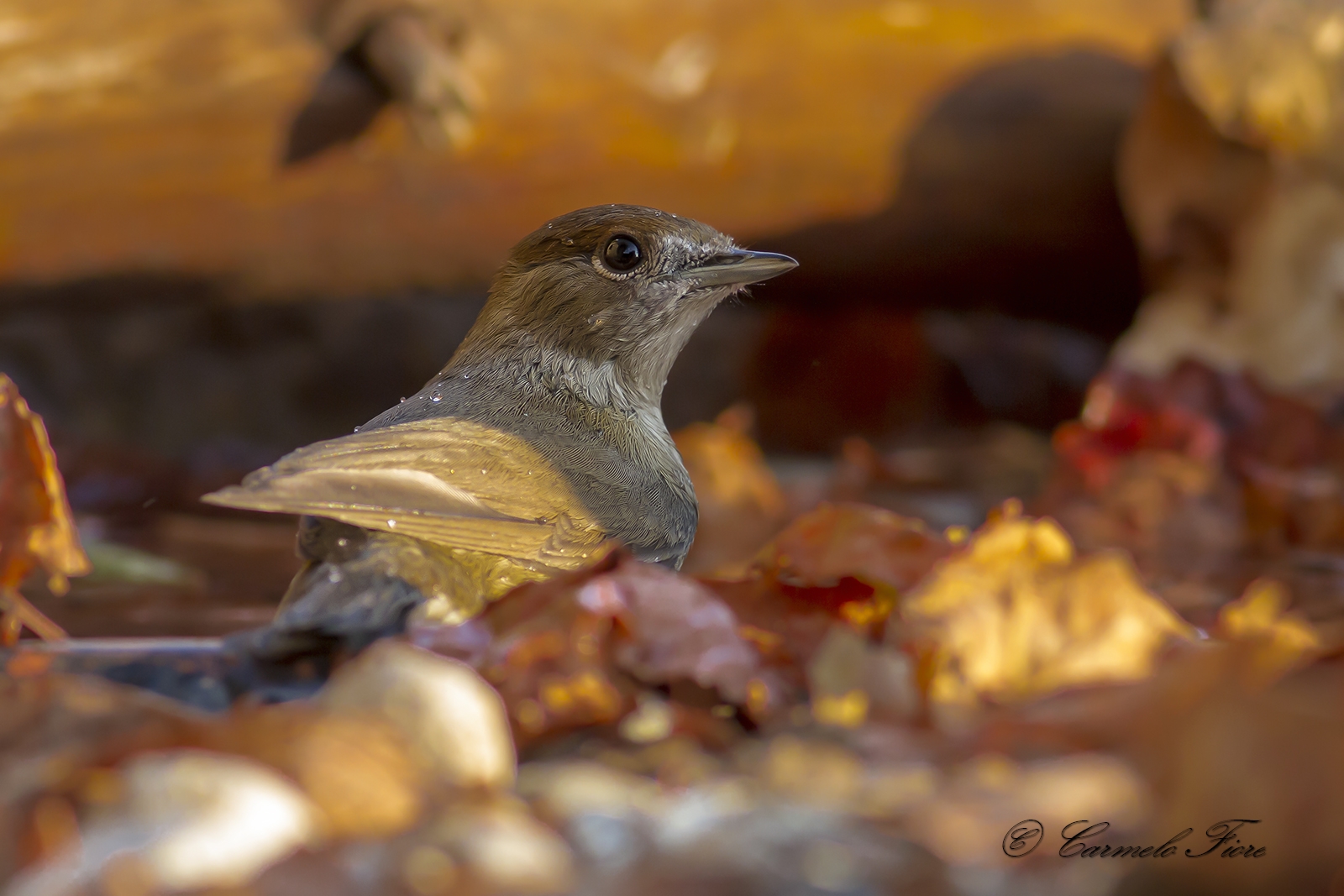 capinera bagno autunnale