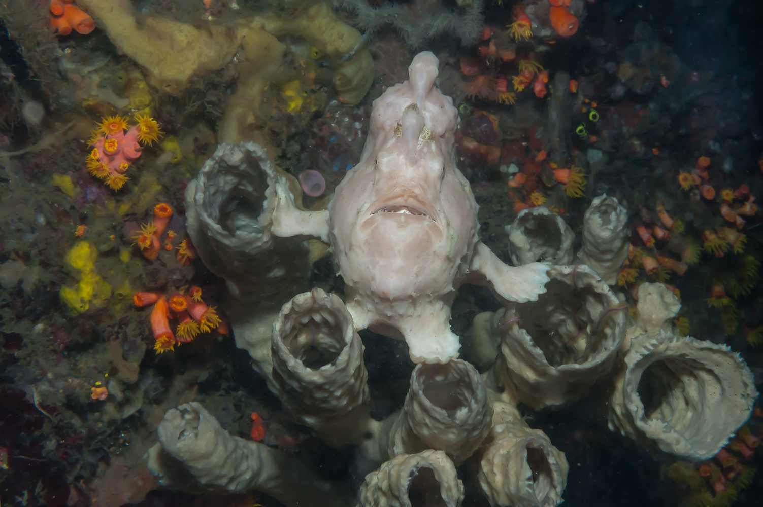 antennarius commersoni