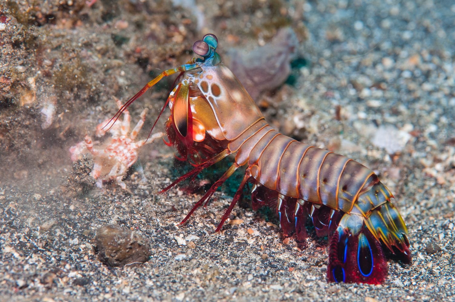 Odontactylus scillarus